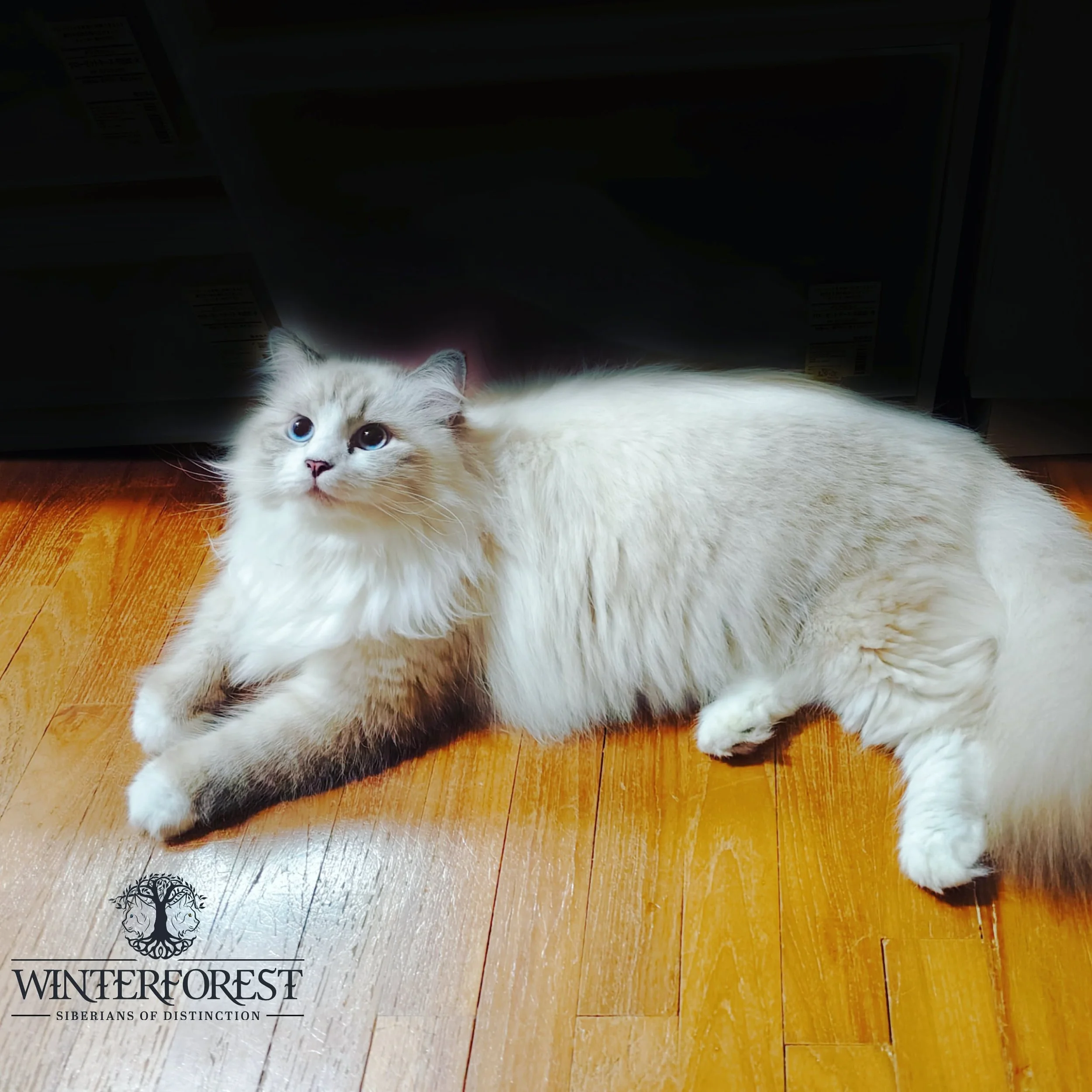 WinterForest Blue Lynx point with white Siberian cat with Stunning blue eyes lying on a hardwood floor in our cattery