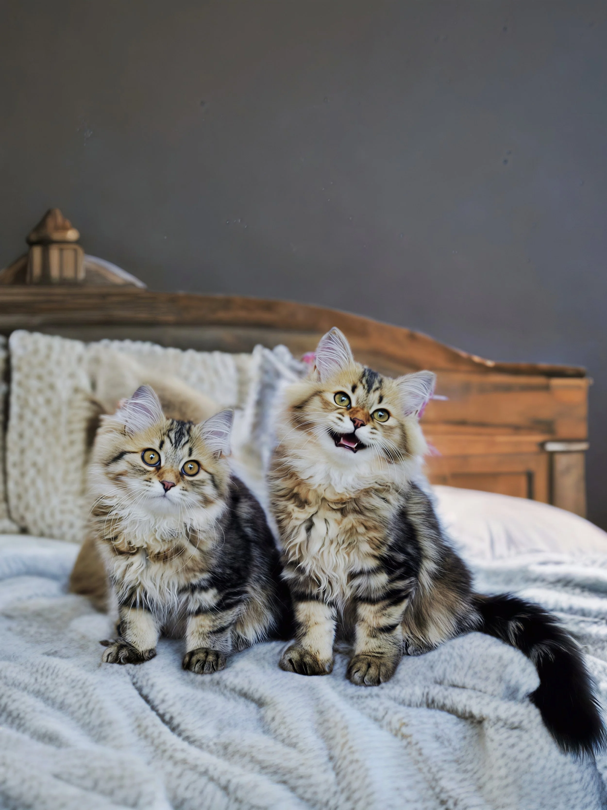 WinterForest Cecil and Cookie Corin tabby siberians