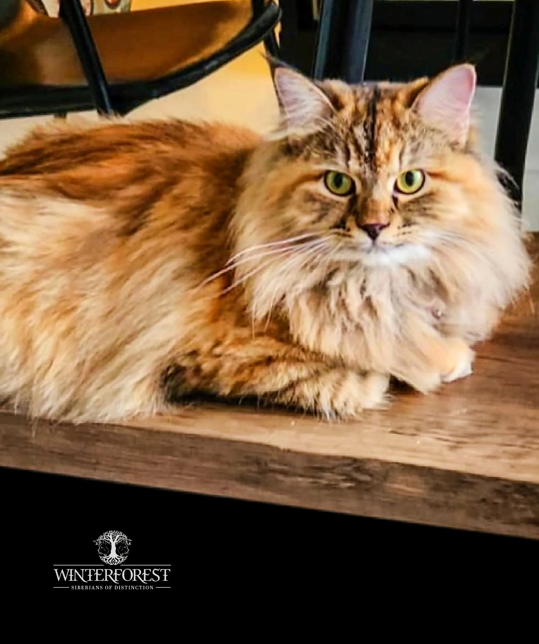 WinterForest Siberian Torbie without white . Red and Black tabby Siberian cat . Lounging in her living room