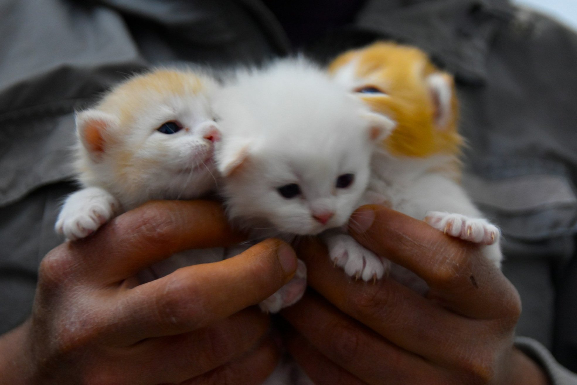 Why Good Things Take Time: Understanding Kitten Waitlists and Ethical Breeding