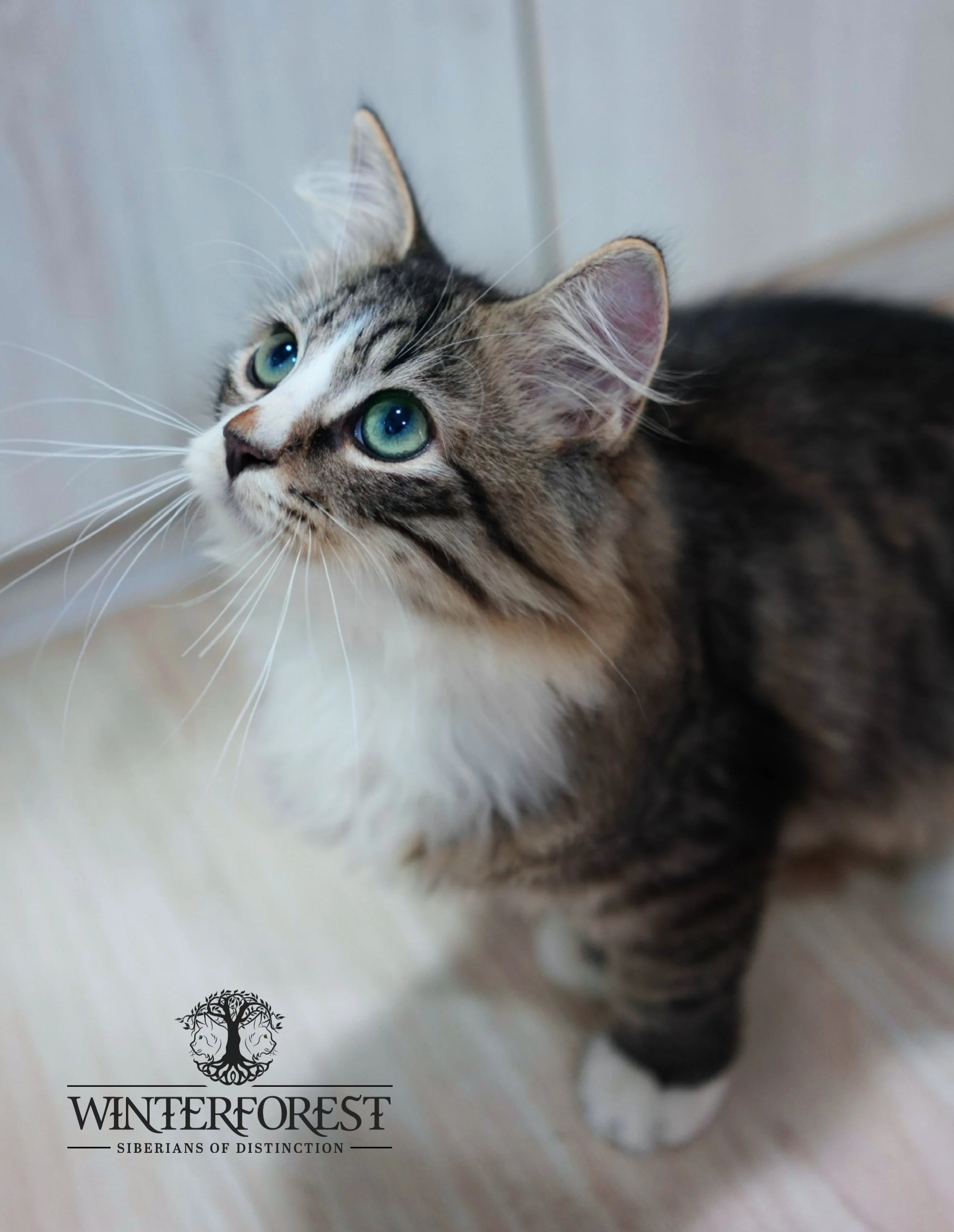 A WinterForest Siberian Kitten with stunning deep green eyes. Black Brown mackerel tabby with white