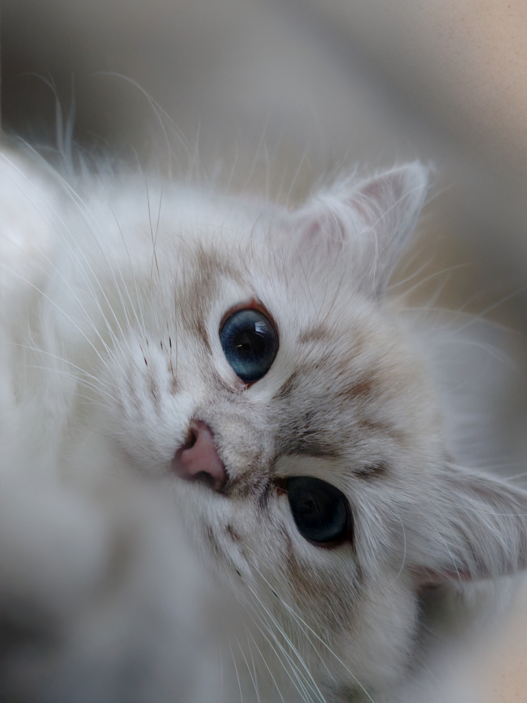 WinterForest Jupiter a blue silver lynx point siberian