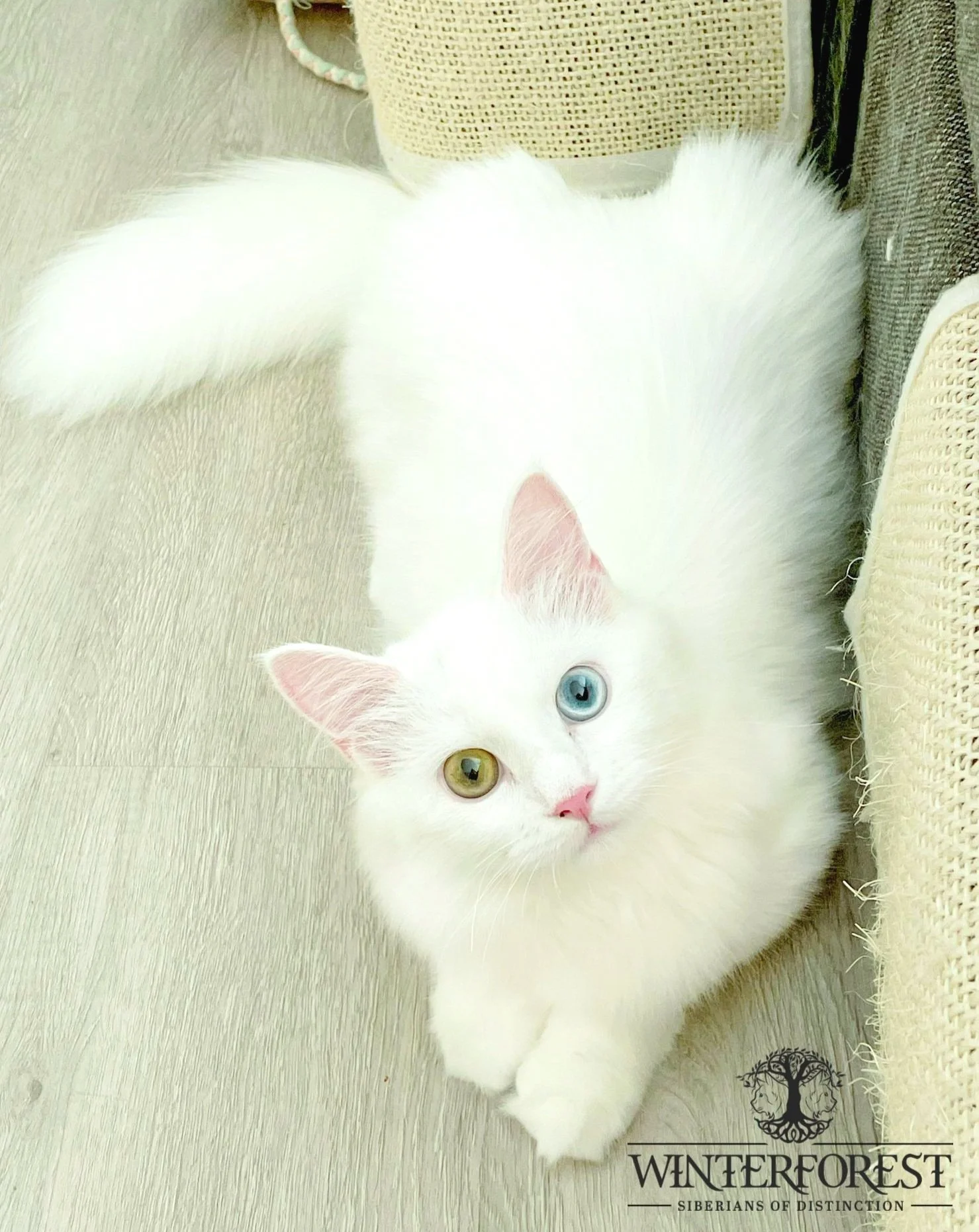 A white WinterForest Siberian cat with heterochromatic eyes, one green and one blue, lying on a light wood floor next to a beige scratching post and a woven basket in her new home in Tokyo