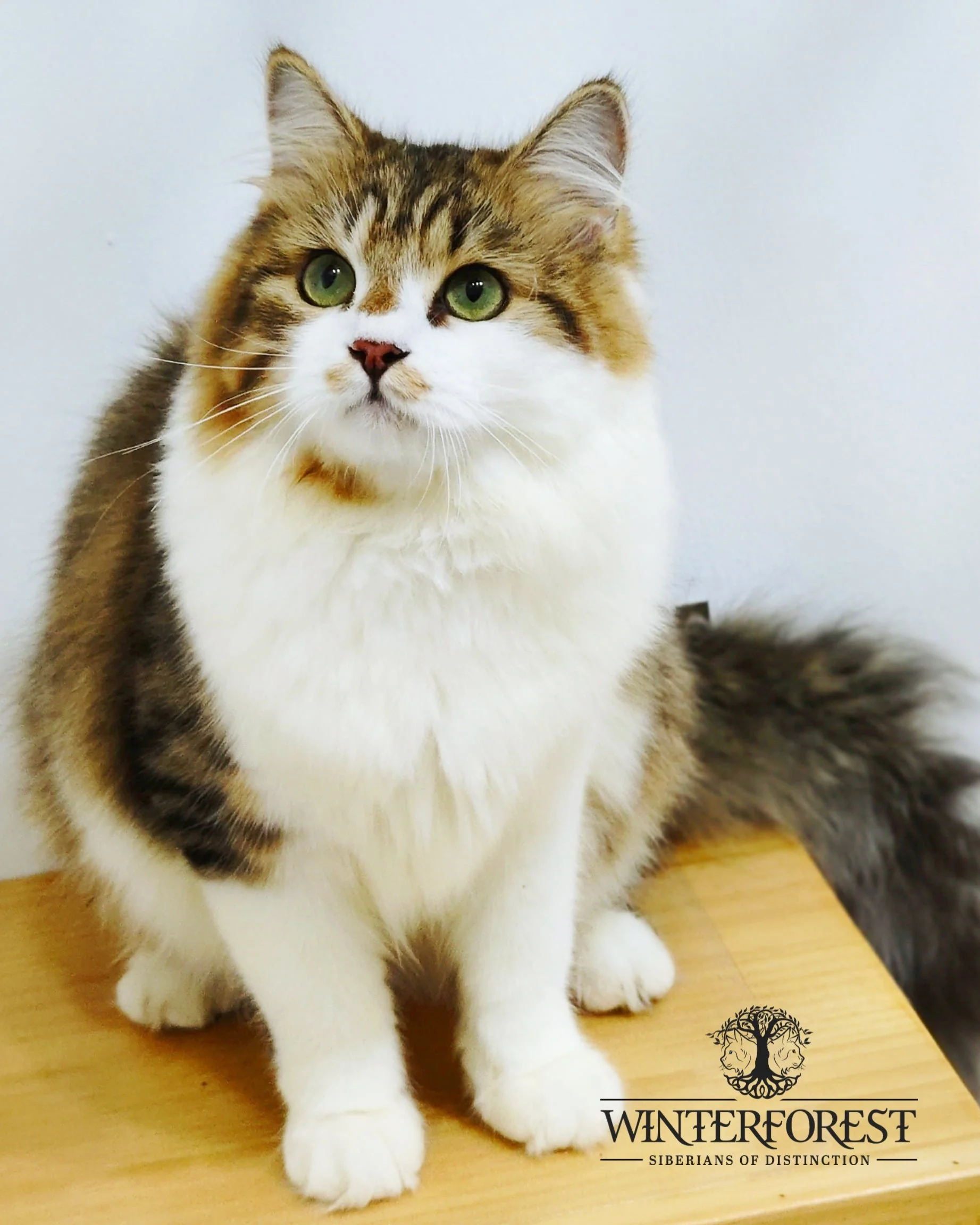 WinterForest Omaha a black classic with white tabby kitten in stunning green eyes.