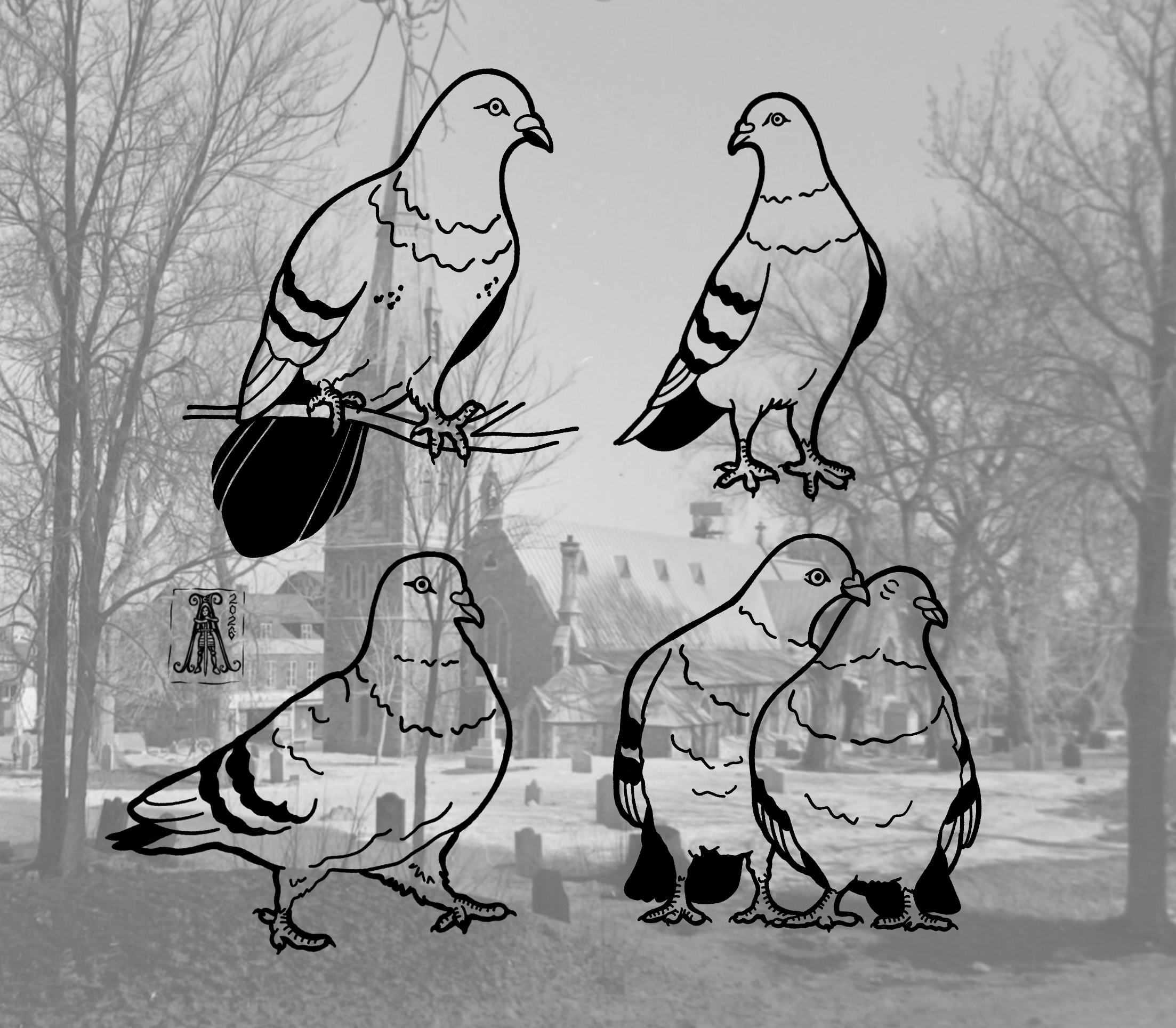 pigeons.png