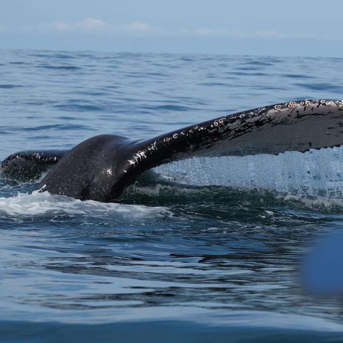 We&rsquo;ve lived here for years but last week was our first time going on a whale watching tour with @iguana.divers and it did not disappoint. We saw 5 or 6 different humpback whales including a mama and her baby. We also saw turtles and jumping ray