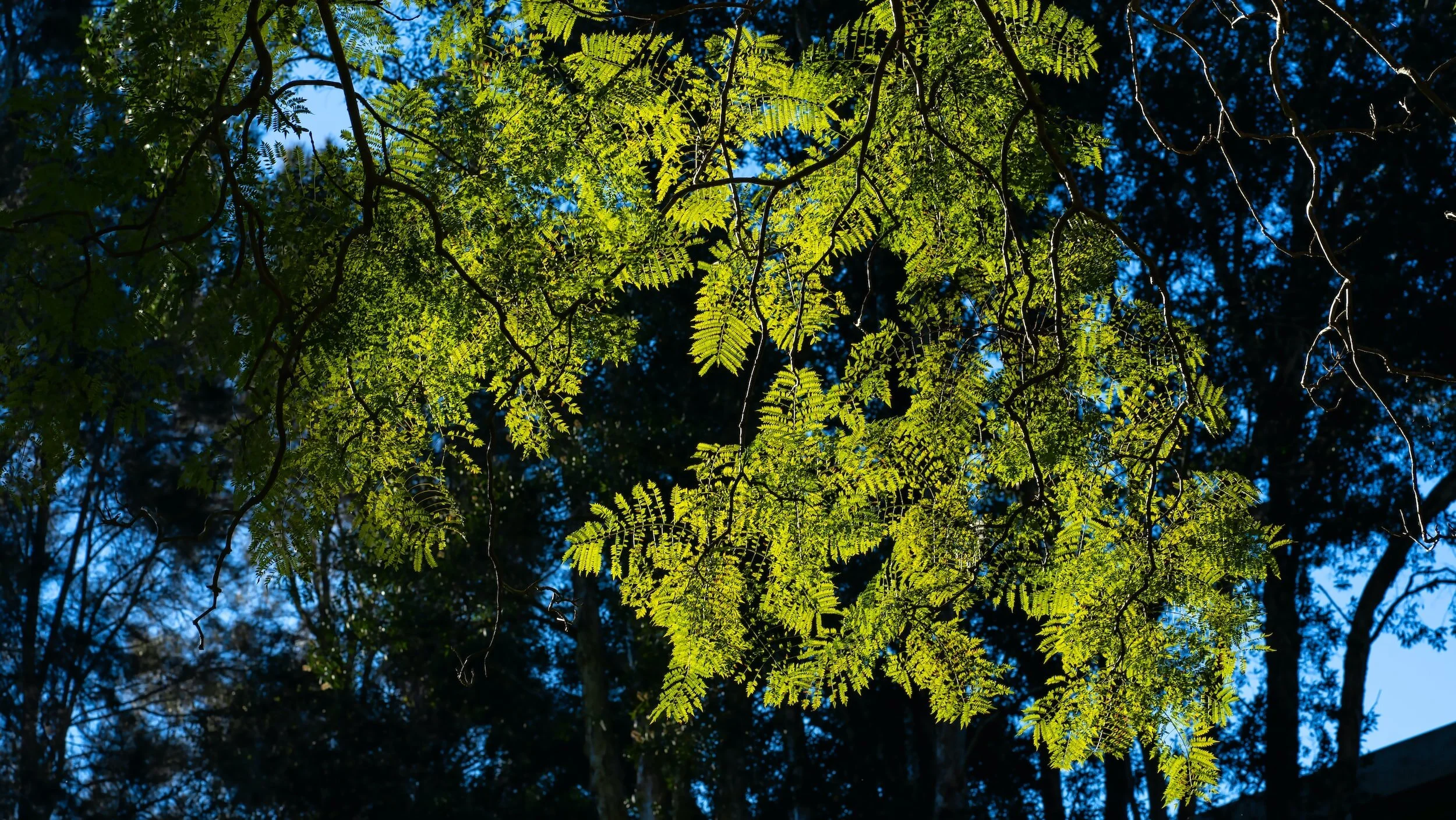 Yellow tree.jpeg