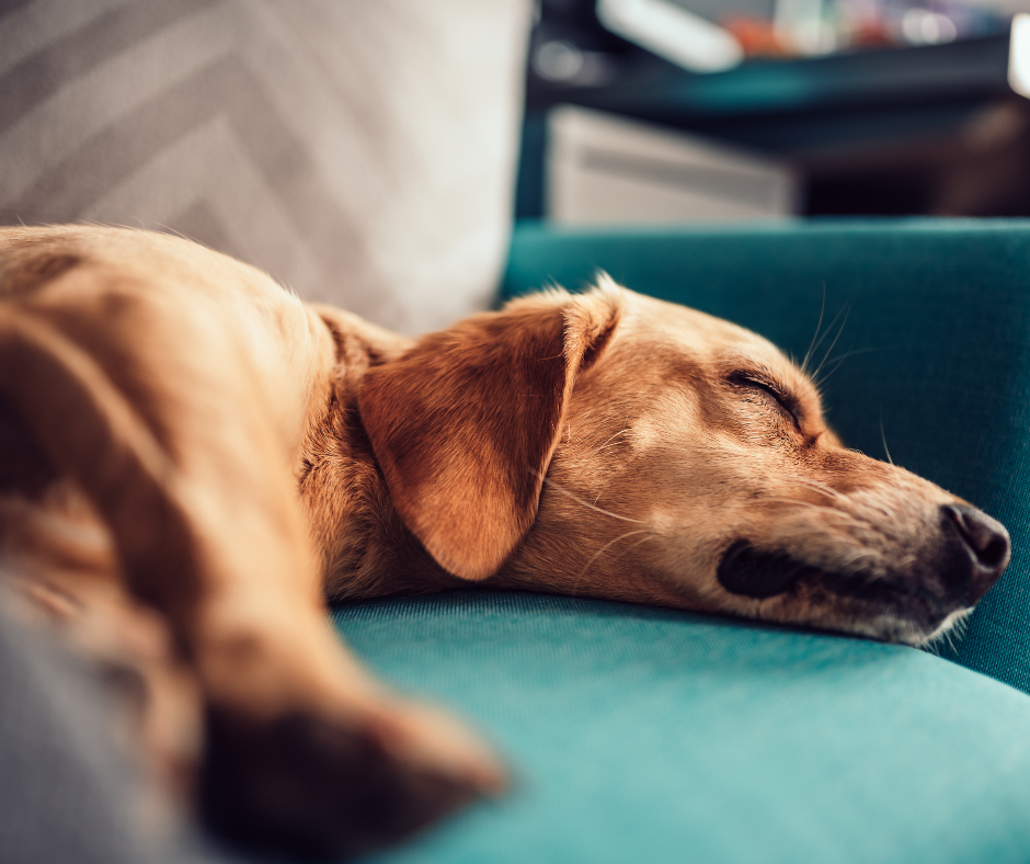 Is your Property Pet-Friendly?
