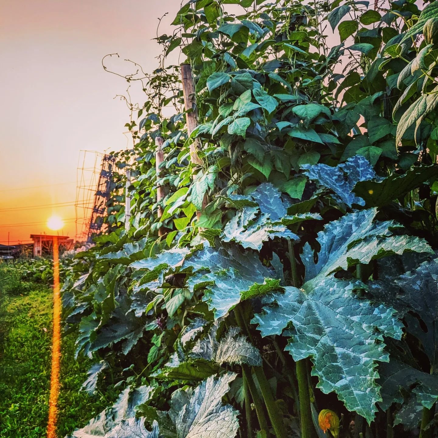 Three sisters at Sunset
Maize, beans and courgettes/pumpkins all supporting each other in one way or another. 
I love what a jungle they always make.

#threesisters 
#permaculture
#permakulture 
#naturalshade
#savewater 
#gardenjungle🌲🌱🌼🌿