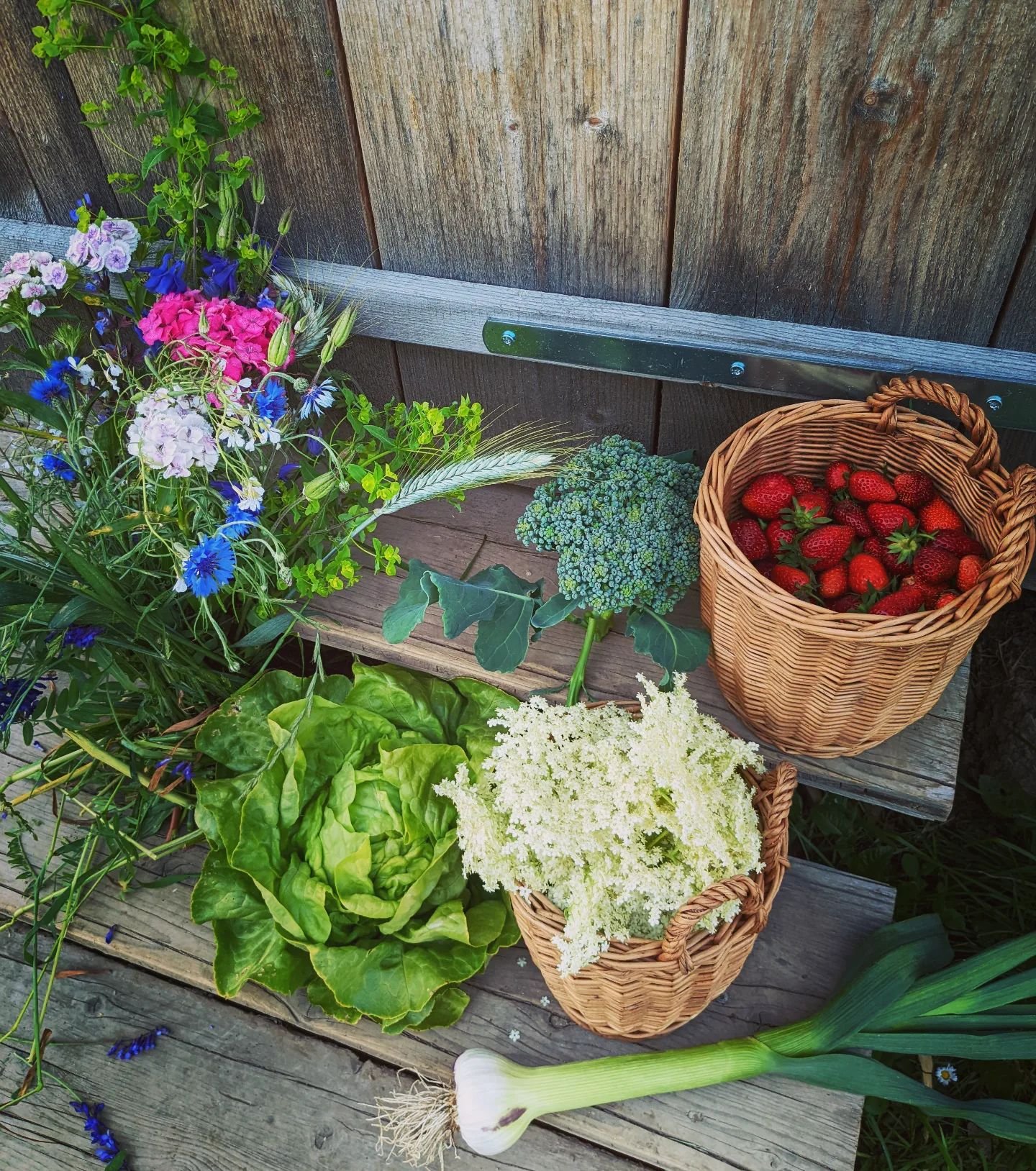 A beautiful June collection 

#juneharvest #permaculture #strawberries #elderflowerfizz #cornflowers #summergarden