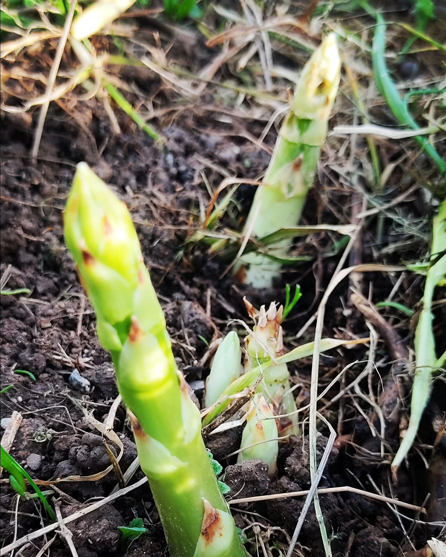 Finally going to be able to try some yummy Schmittengarten asparagus this year 
#spargelzeit #asparagusseason #loveyourkidneys💚 
#permaculture
#worththewait