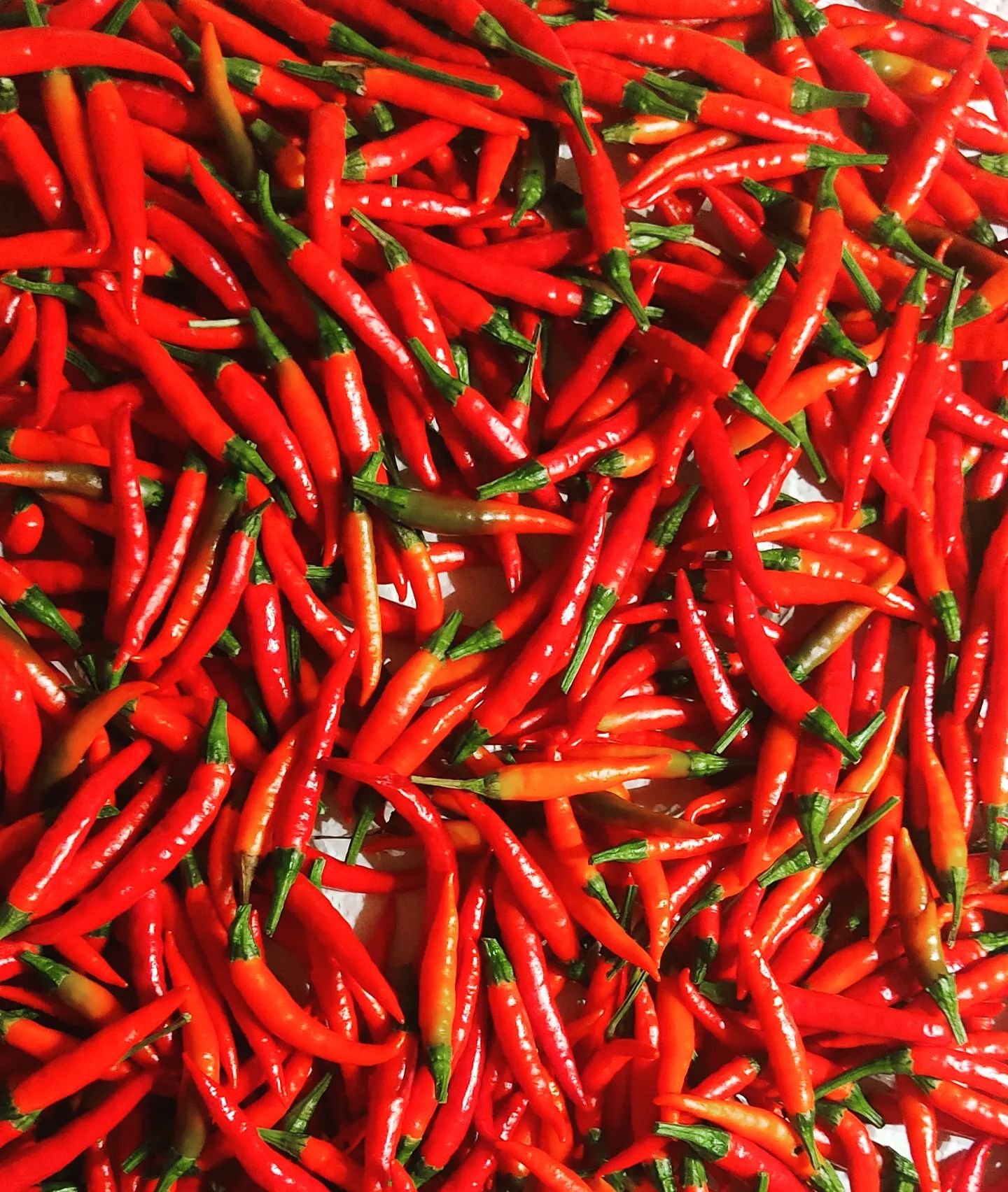 Bumper crop of red hot chilli peppers thanks to the warm, October sunshine 🌶️

#chilli #permaculturegarden #octoberharvest #kimchi