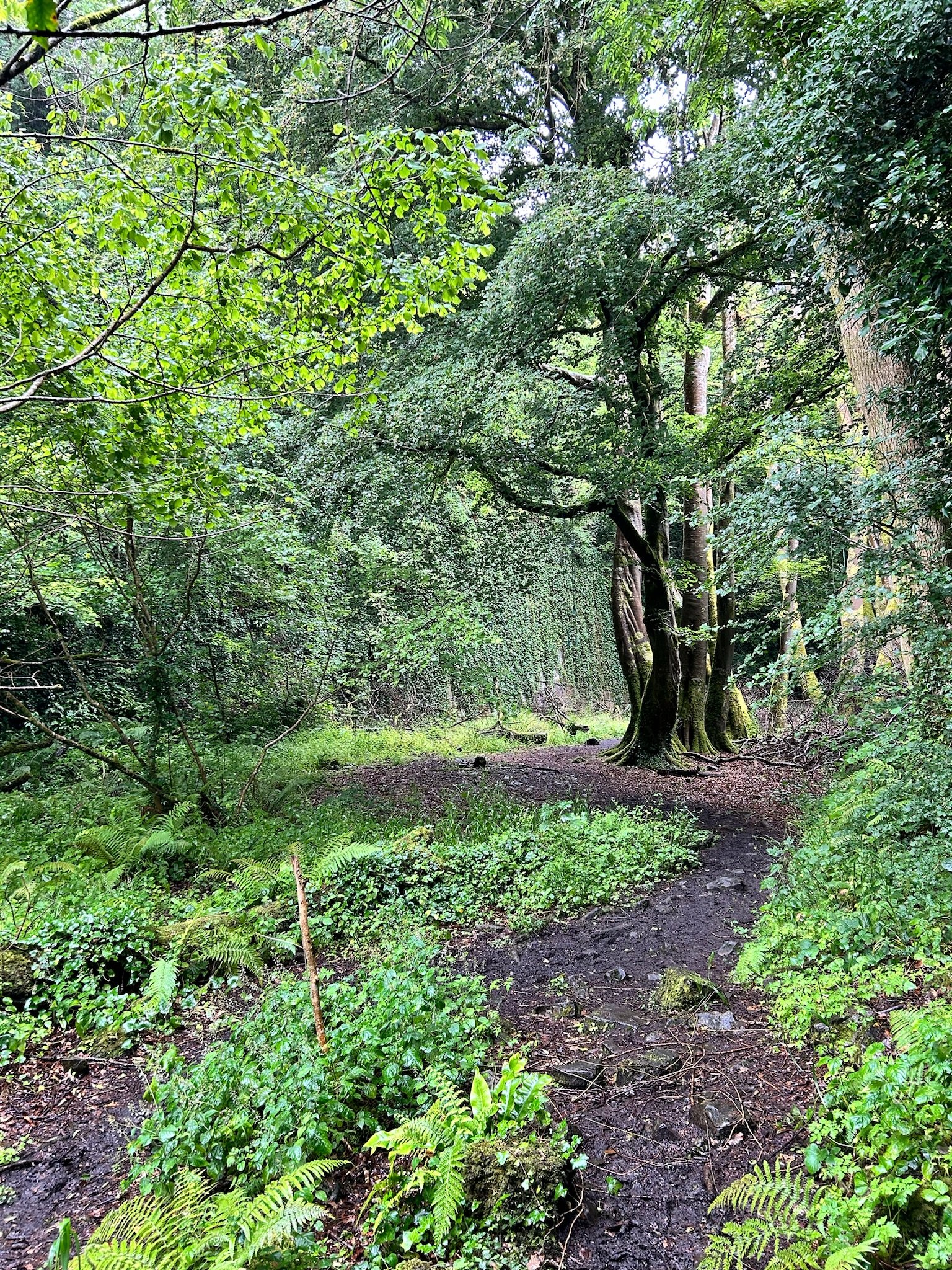 Lush green forest with dense trees, a variety of plants and ferns on the ground, and a dirt path leading through the scene.
