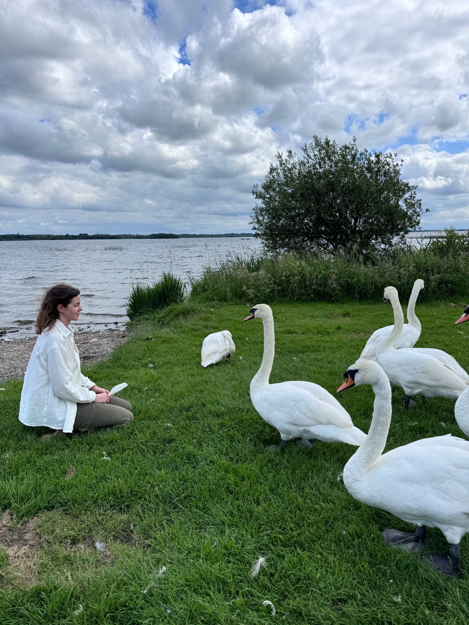 A person kneeling on a grassy area by a lake, surrounded by several swans, with a cloudy sky overhead and a tree nearby.