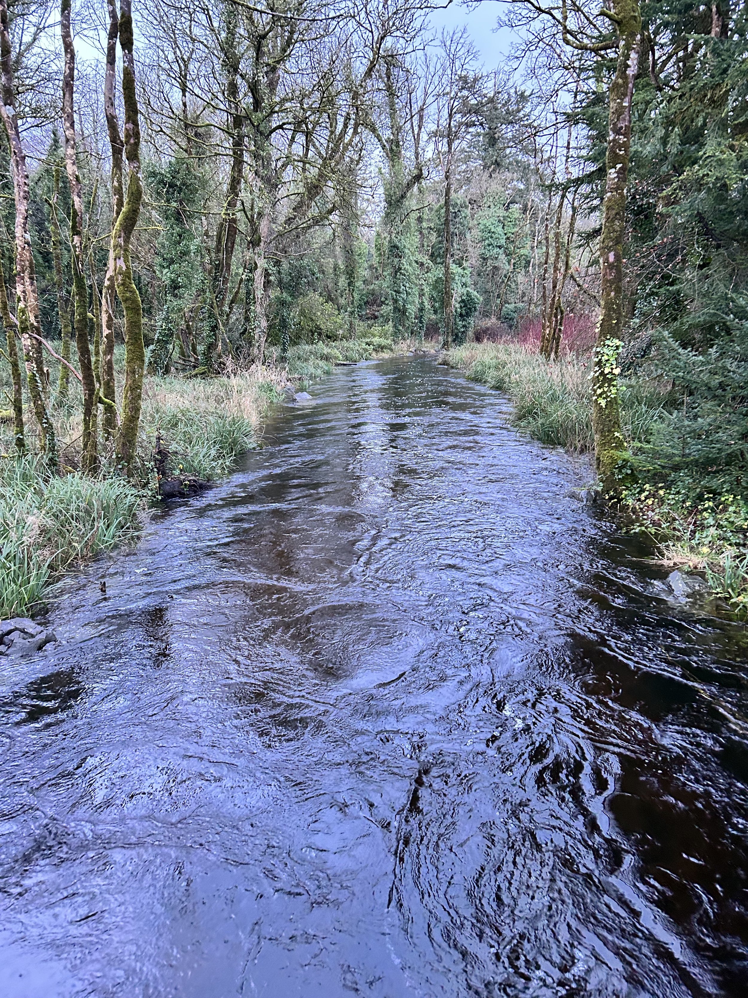 A small, tranquil river flowing through a lush forest with bare and evergreen trees on each side. The riverbank is lined with grass and moss-covered branches, creating a serene, natural scene.