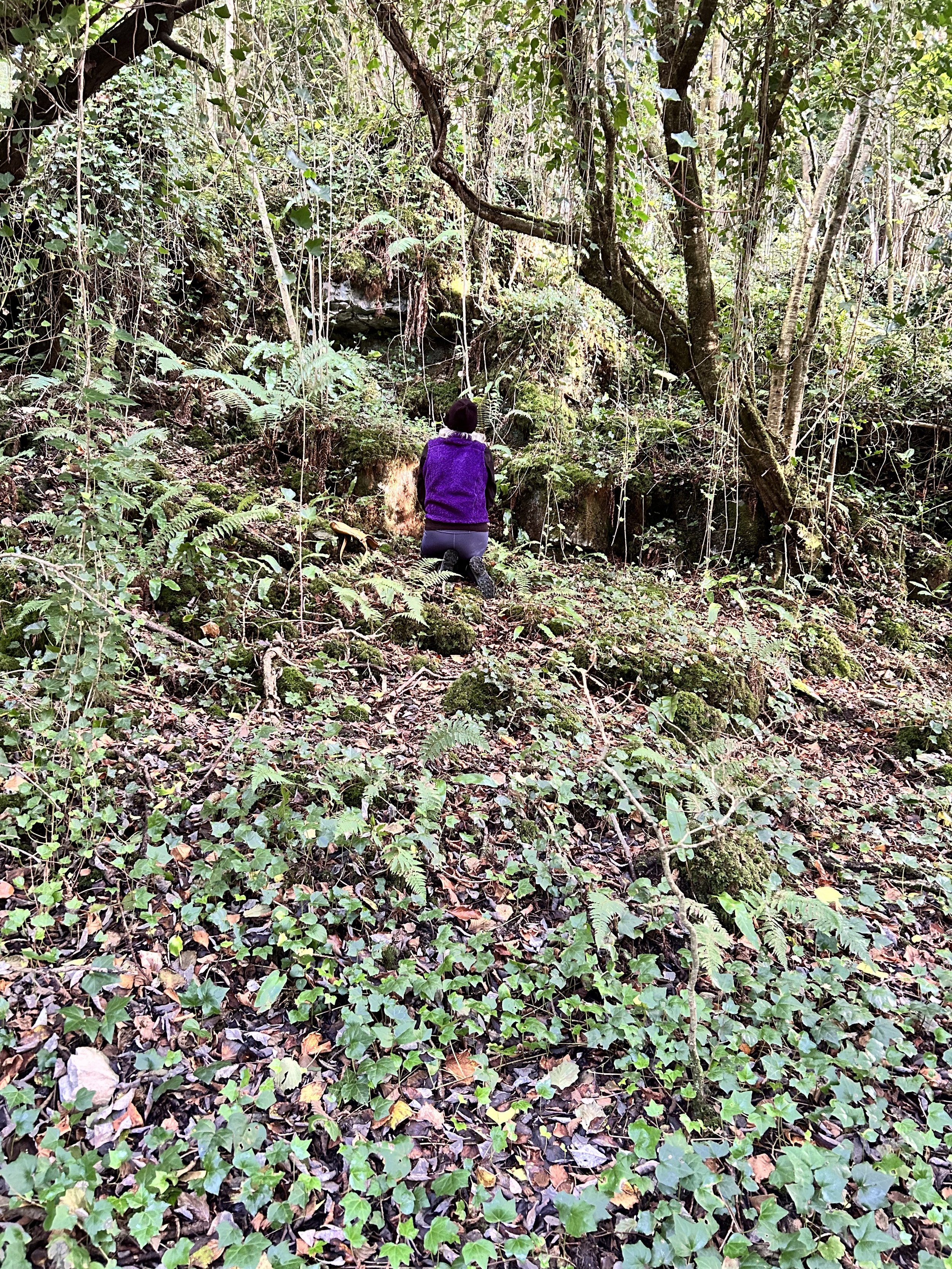 A person wearing a purple jacket kneeling in a dense forest with ferns and ivy on the forest floor, surrounded by tall trees and greenery.