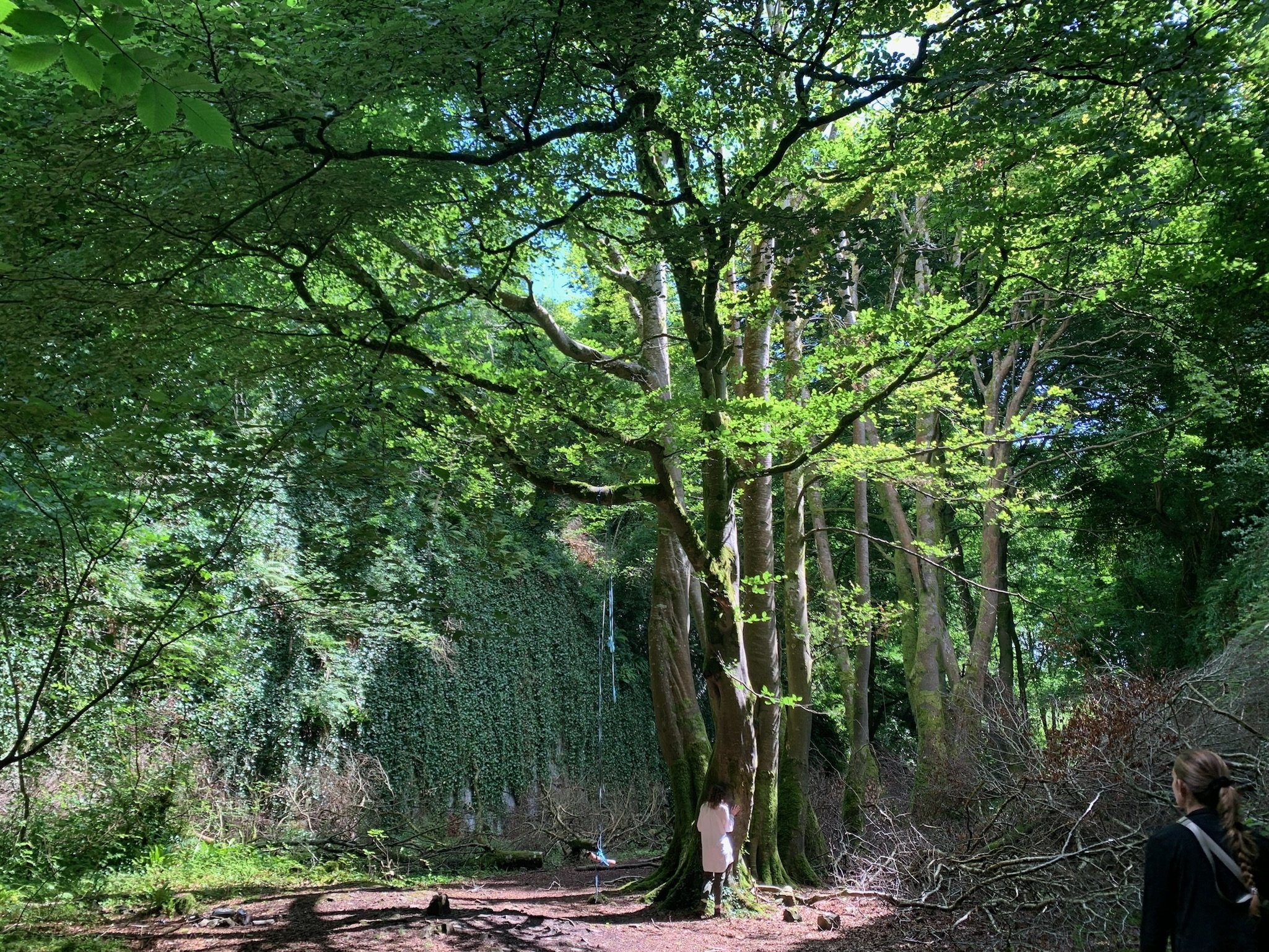 Forest scene with tall trees, lush green foliage, a child in a white dress near the base of a tree, and a person with long hair standing nearby, sunny and serene atmosphere.