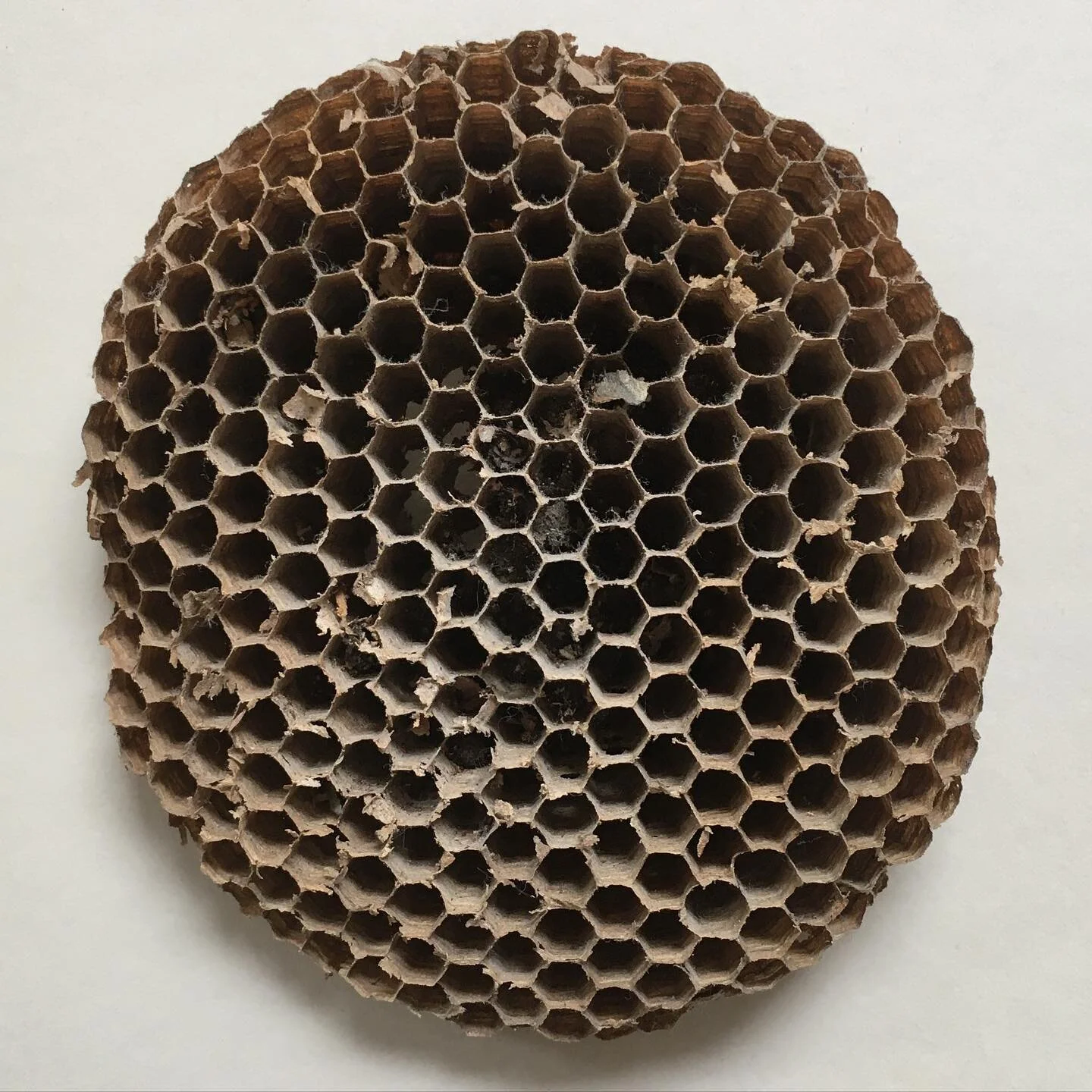 &bull;
Objects in my studio No 08
&bull;
#textureofmemory
&bull;
Part of a deserted wasp nest I found in my attic when I moved in to my place around 7 years ago. I love the tidy pattern symmetry. This is how your mind looks like after meditation; wel