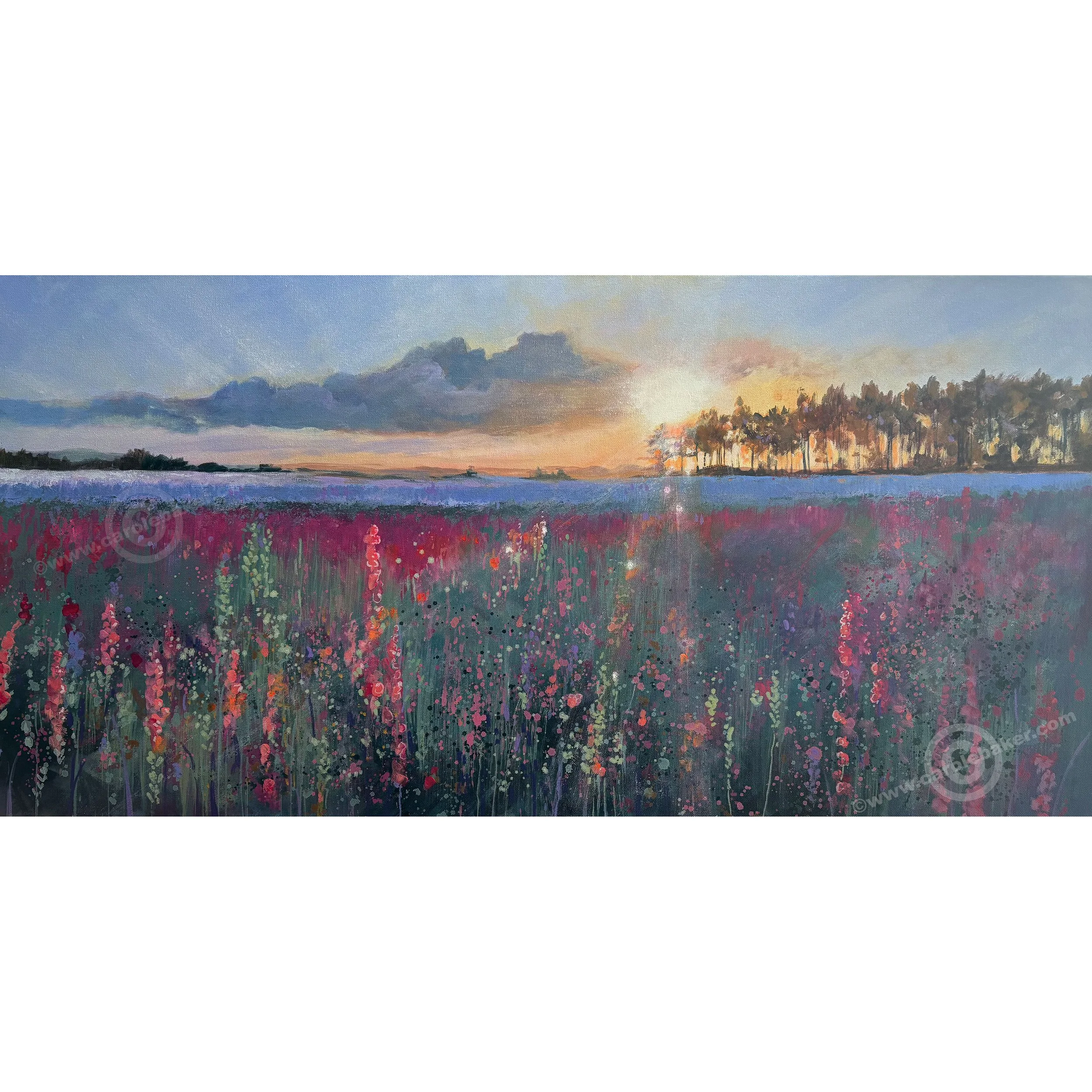 Magic Hour in the Meadows