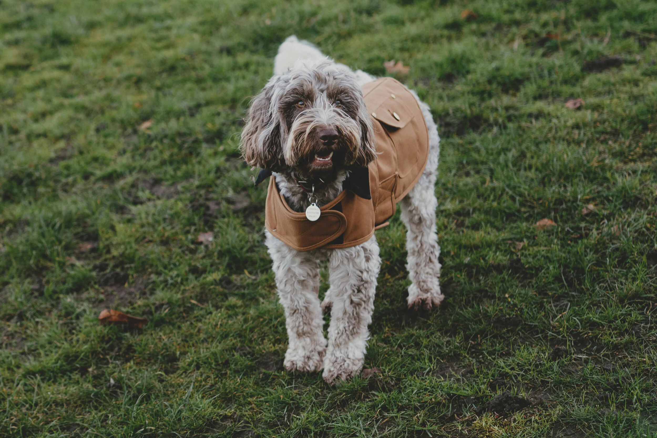 RalphLikes; Tennis balls. Being centre of attention. Running around. Treats.Dislikes; The doorbell.