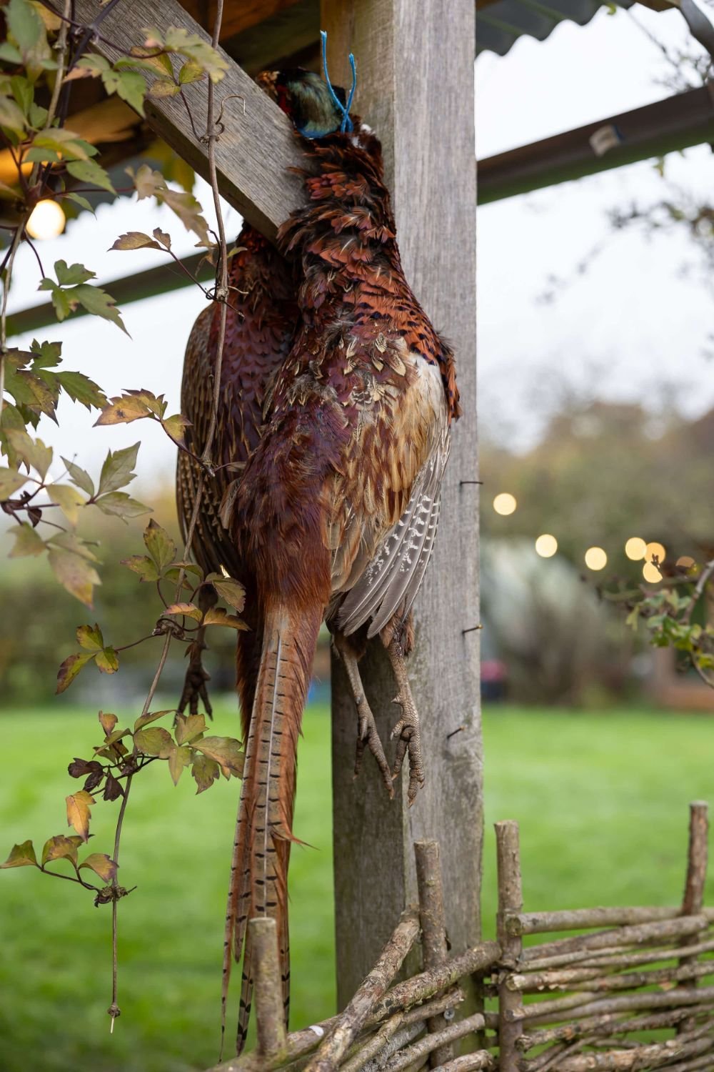 A colorful bird with feathers, hanging upside down from a wooden post in an outdoor setting.