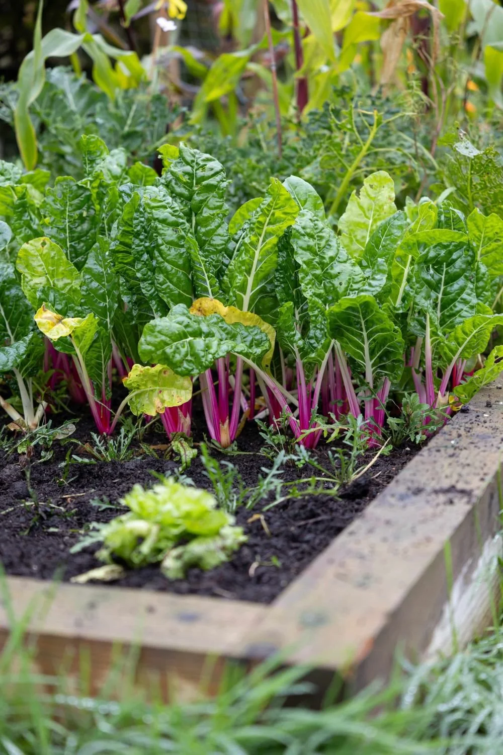 Raised garden bed with green Swiss chard and other vegetables, surrounded by soil and grass.