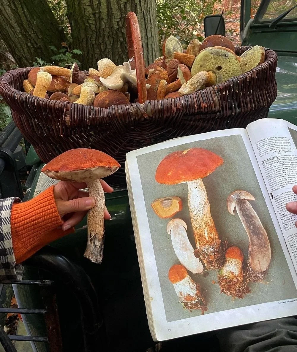 A person holding a mushroom in front of a basket filled with various mushrooms and an open book showing a picture of a mushroom like the one being held.