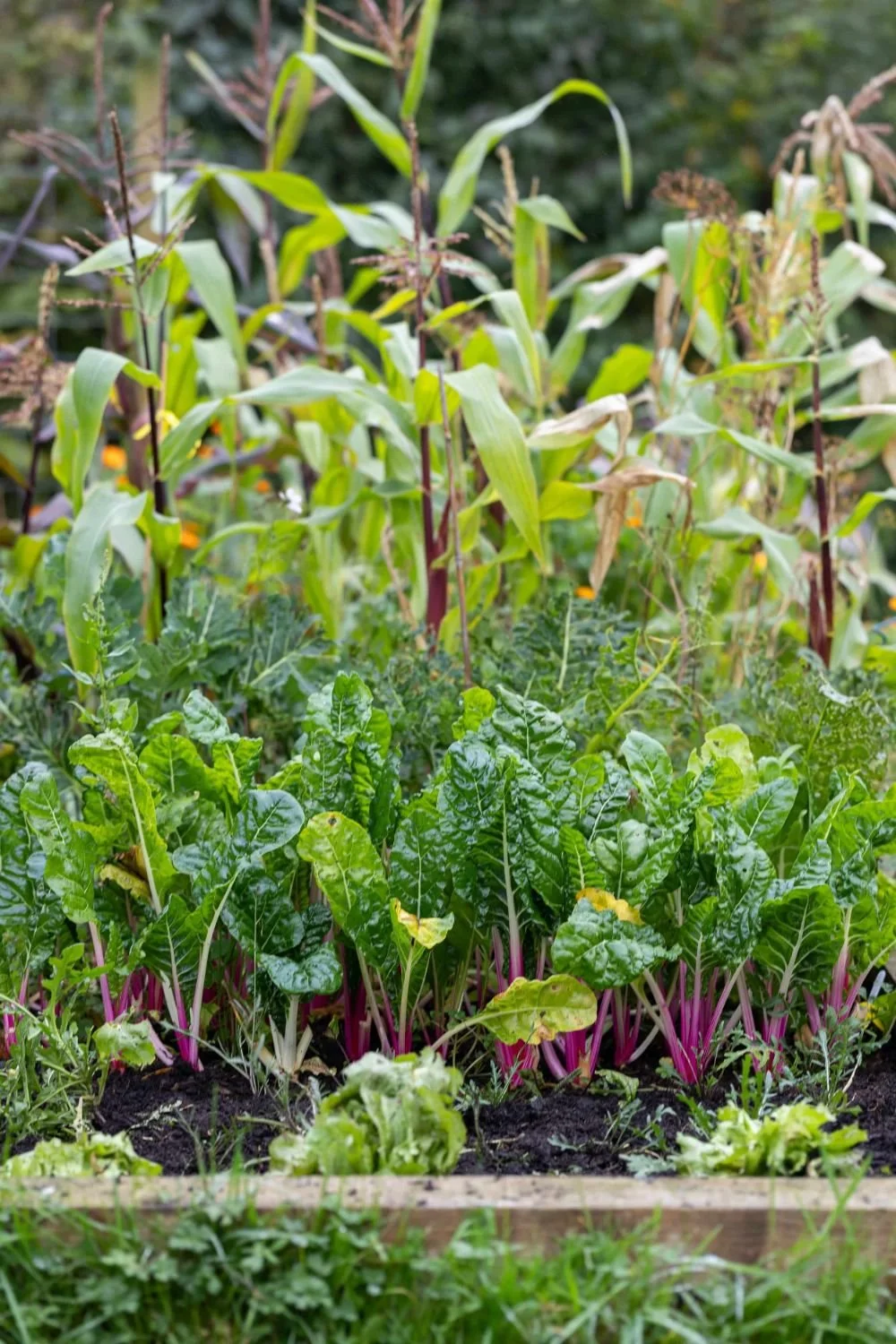 A vegetable garden with tall corn plants in the background and leafy greens in the foreground.
