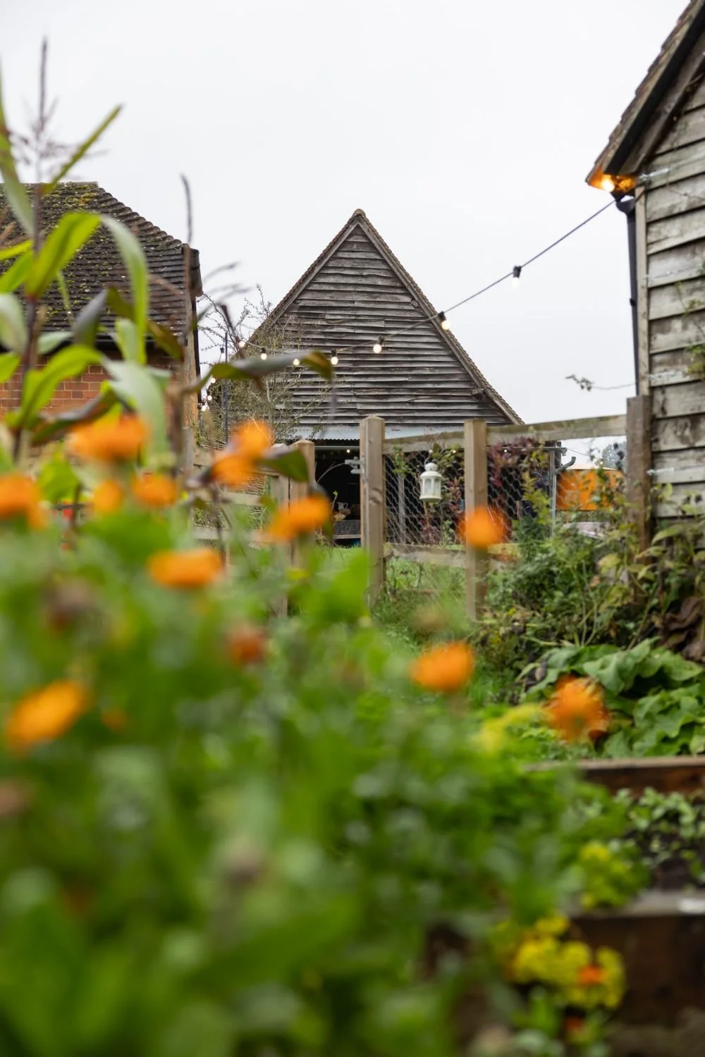 A backyard garden with orange flowers in the foreground, wooden fences, a small shed, and string lights hanging overhead. The sky is overcast.