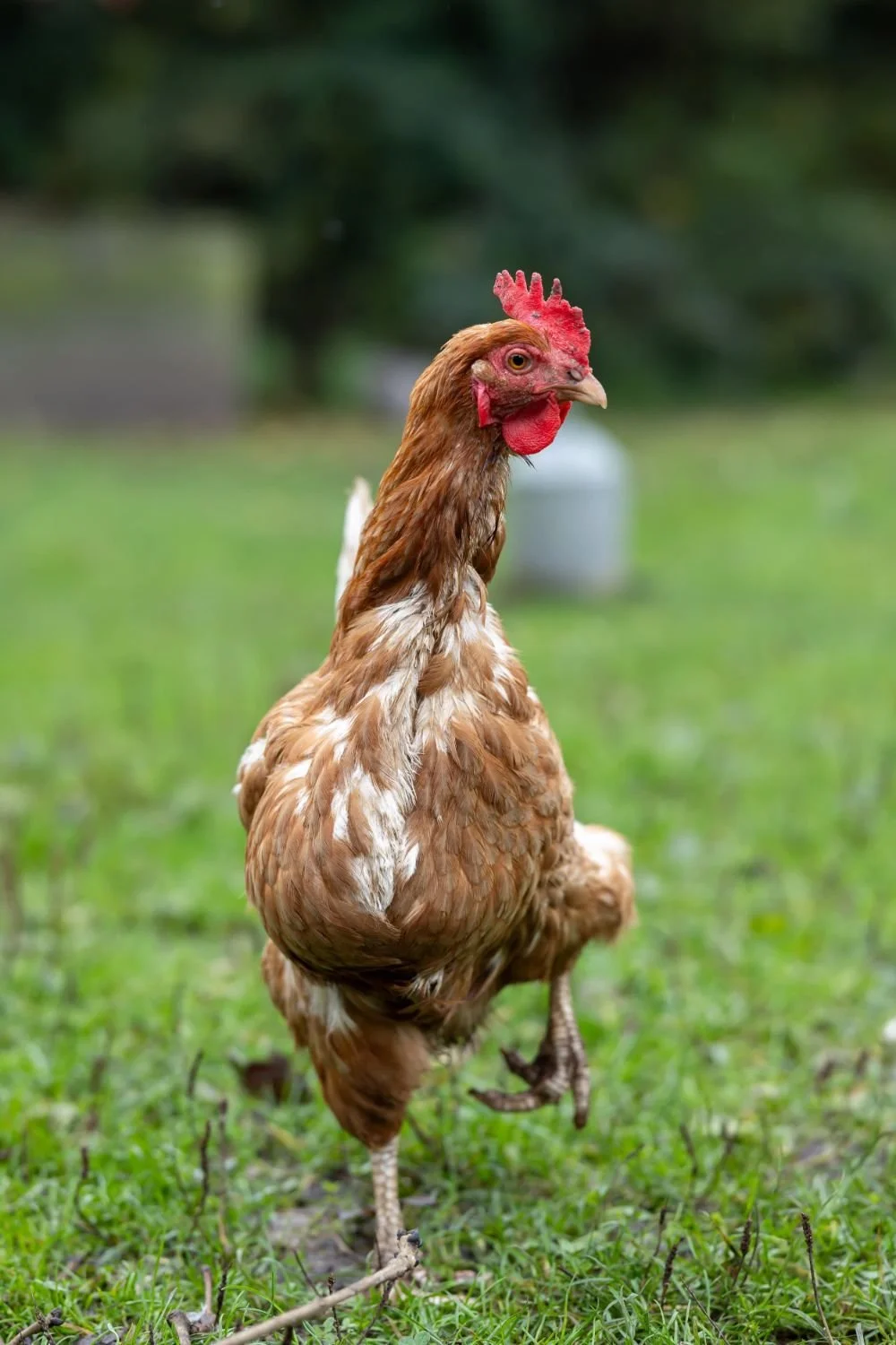 A brown hen standing on green grass outdoors.