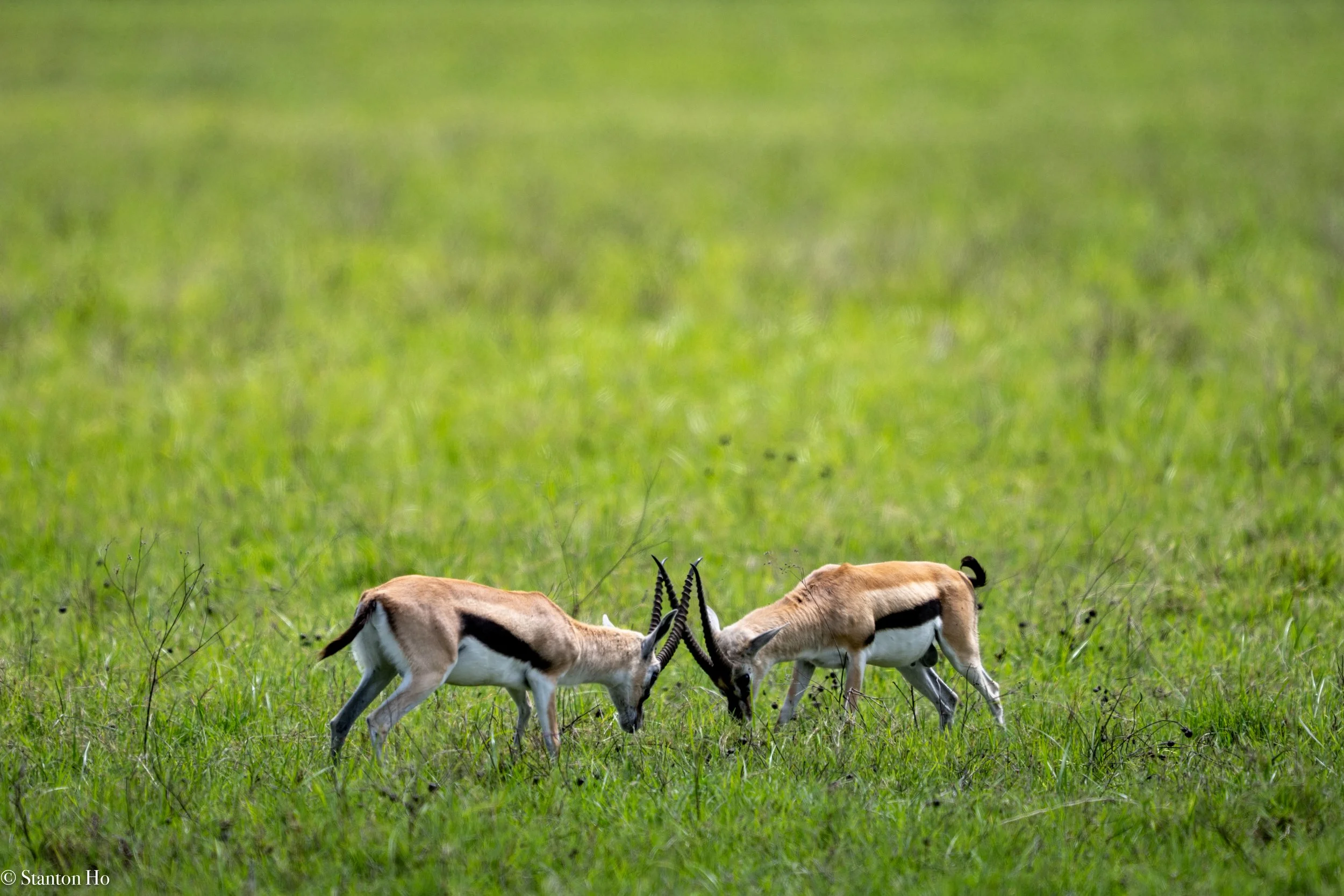 Tanzania Stanton-27.jpg