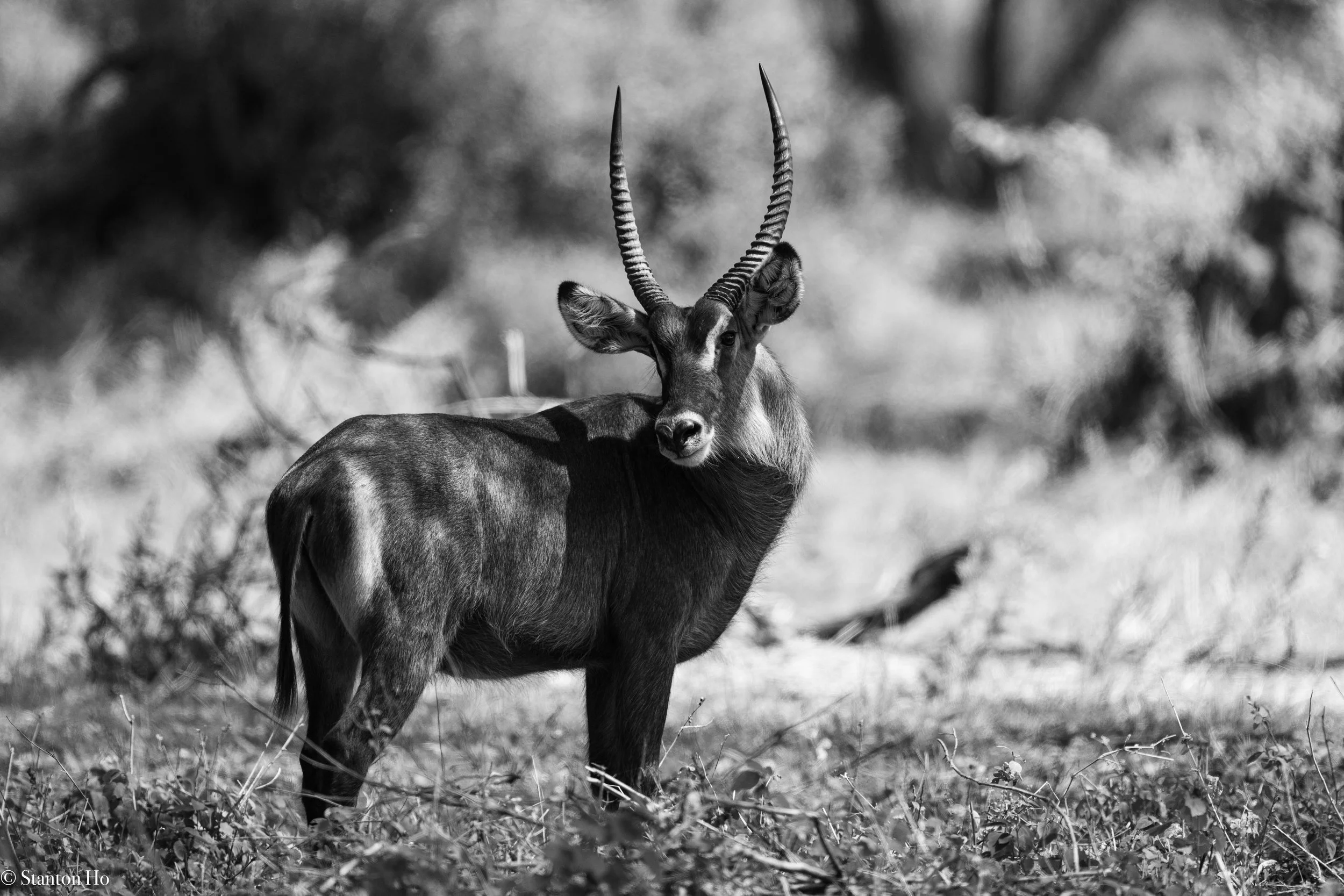 Tanzania Stanton-6.jpg