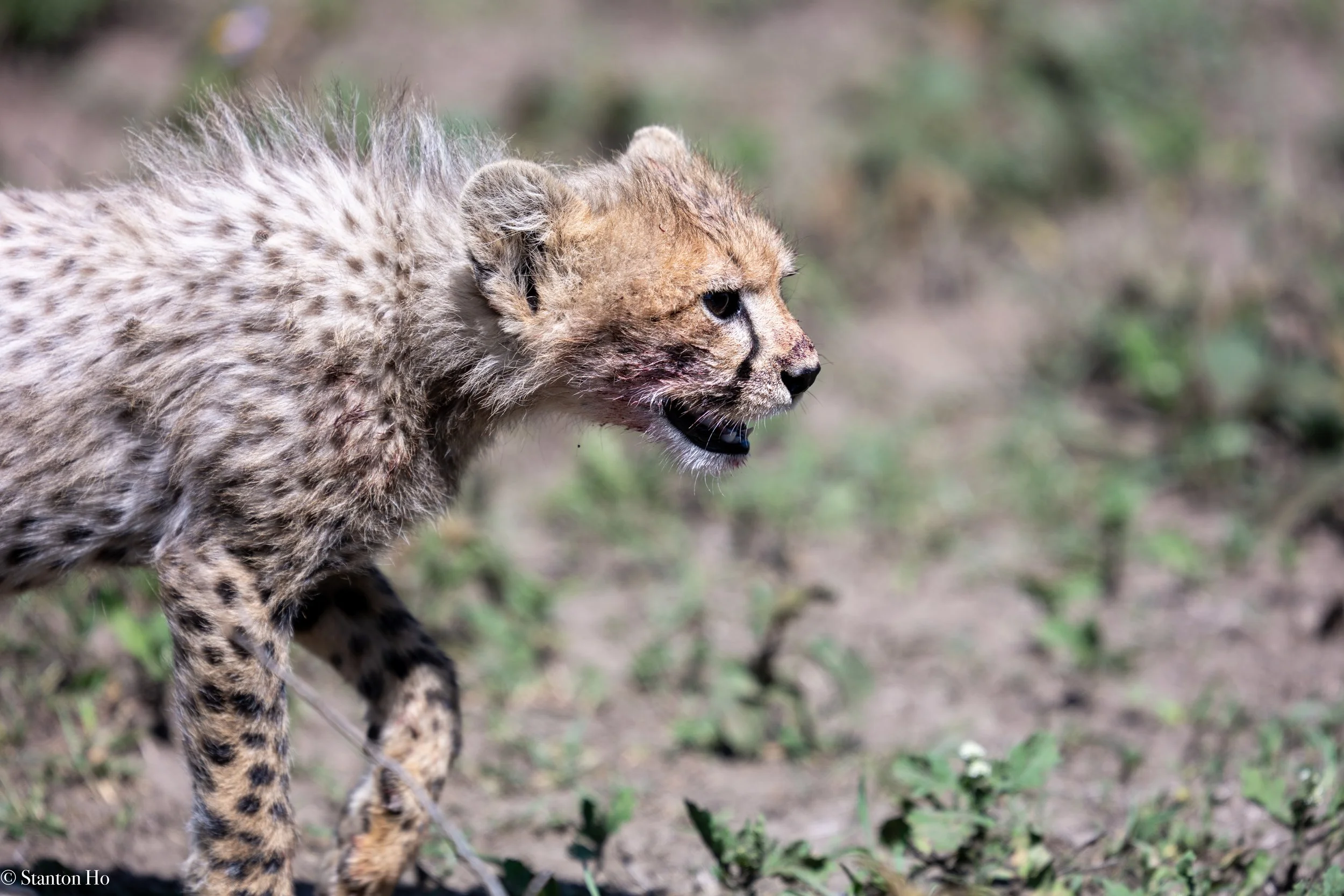 Tanzania Stanton-36.jpg