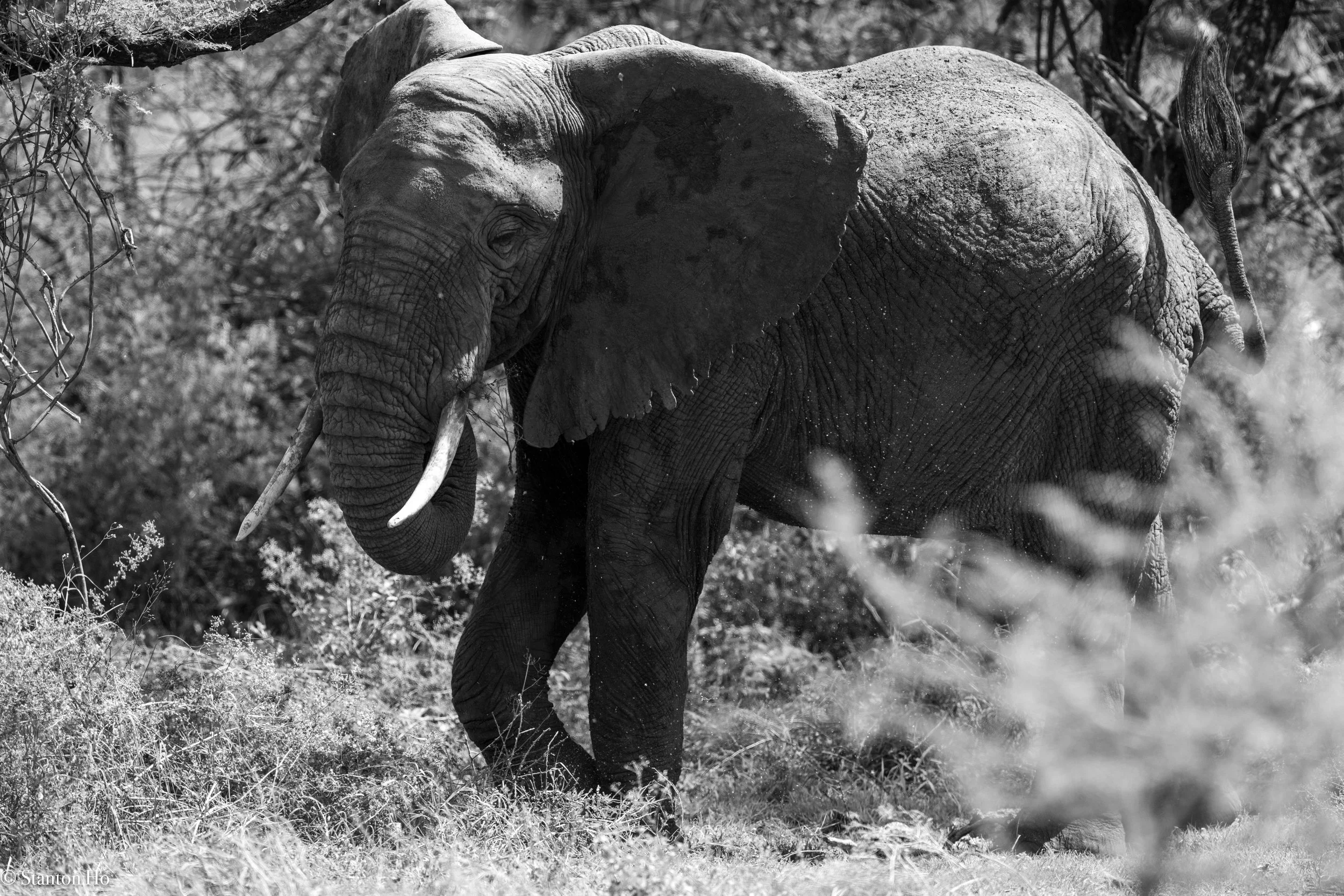 Tanzania Stanton-8.jpg