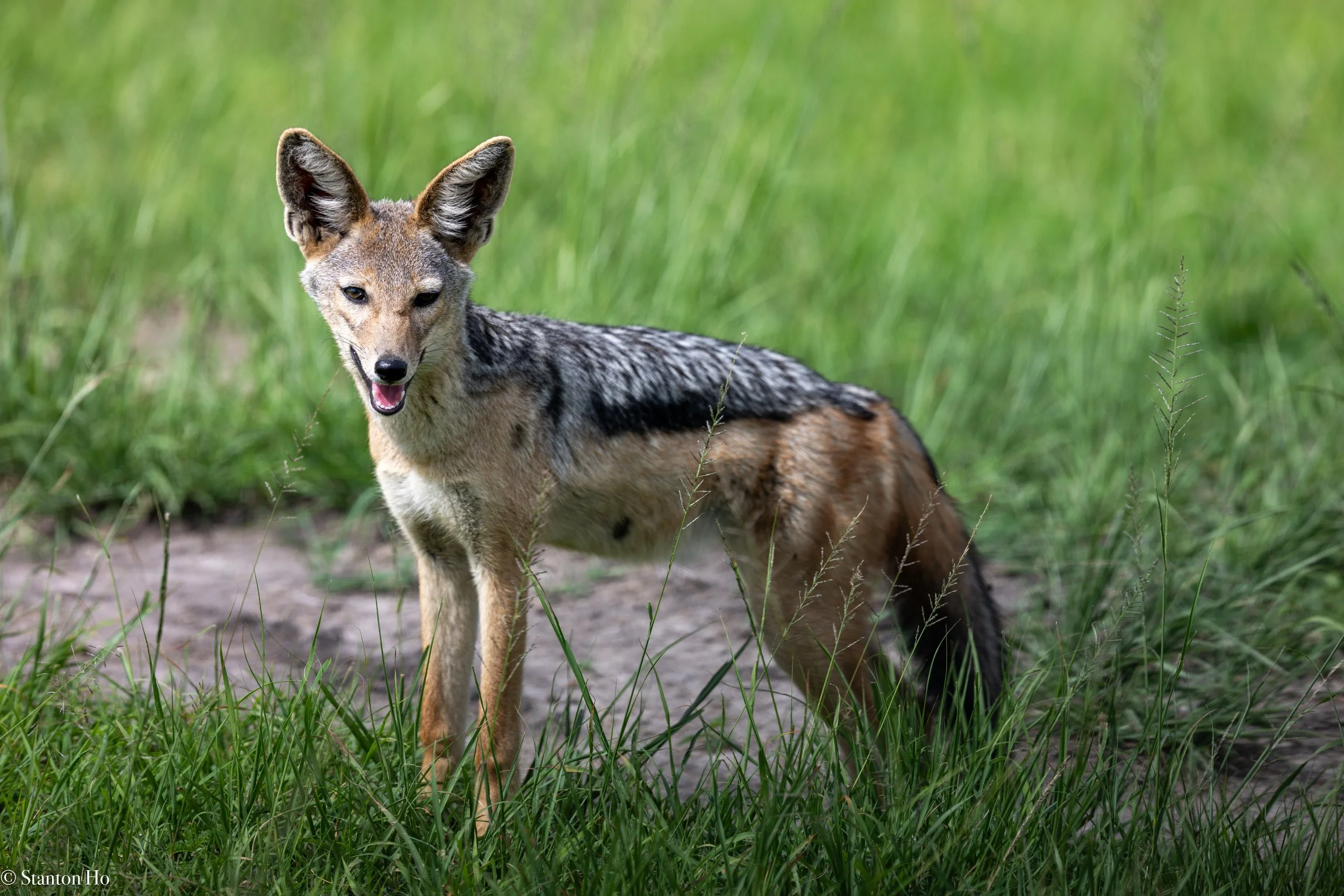 Tanzania Stanton-55.jpg