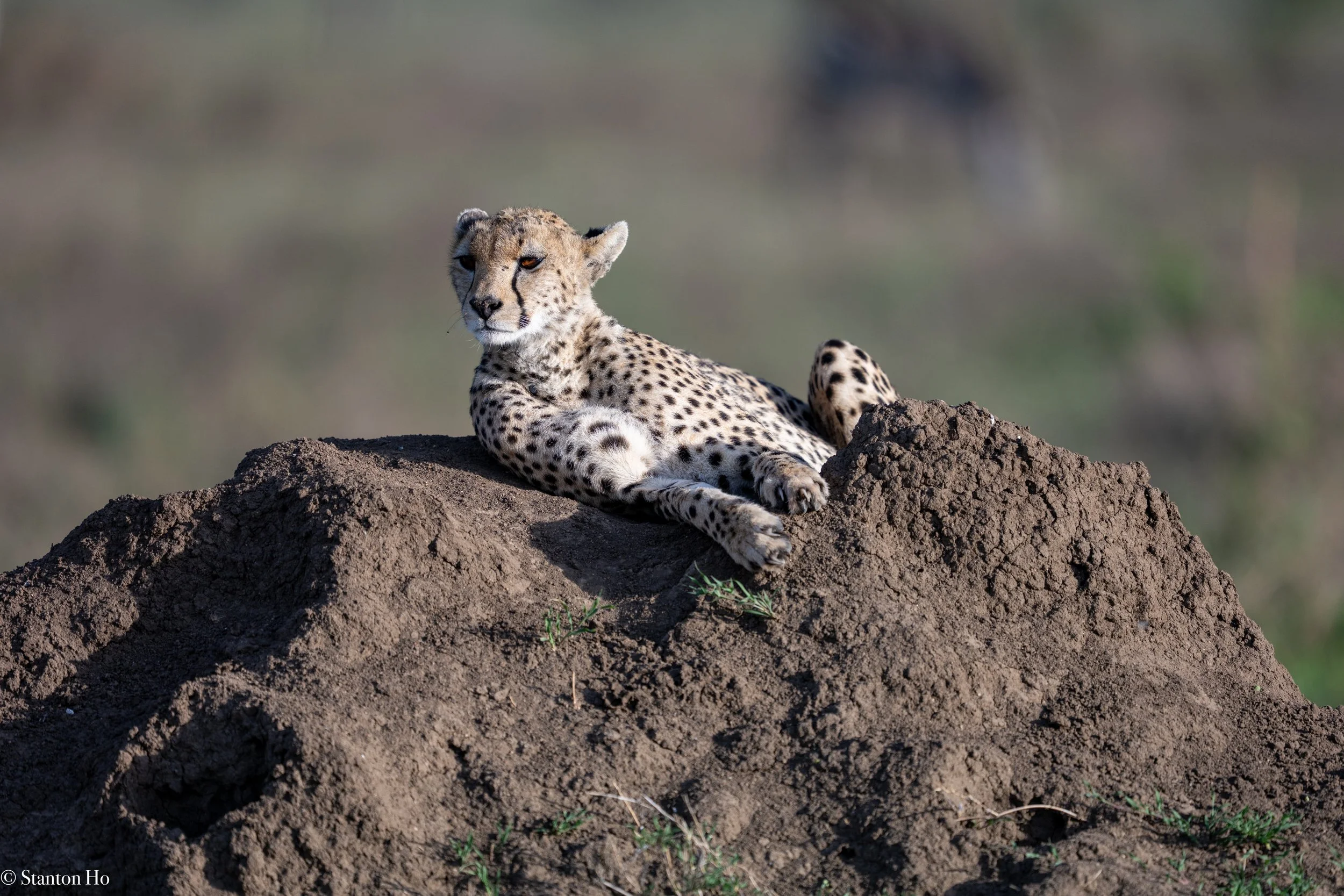 Tanzania Stanton-44.jpg