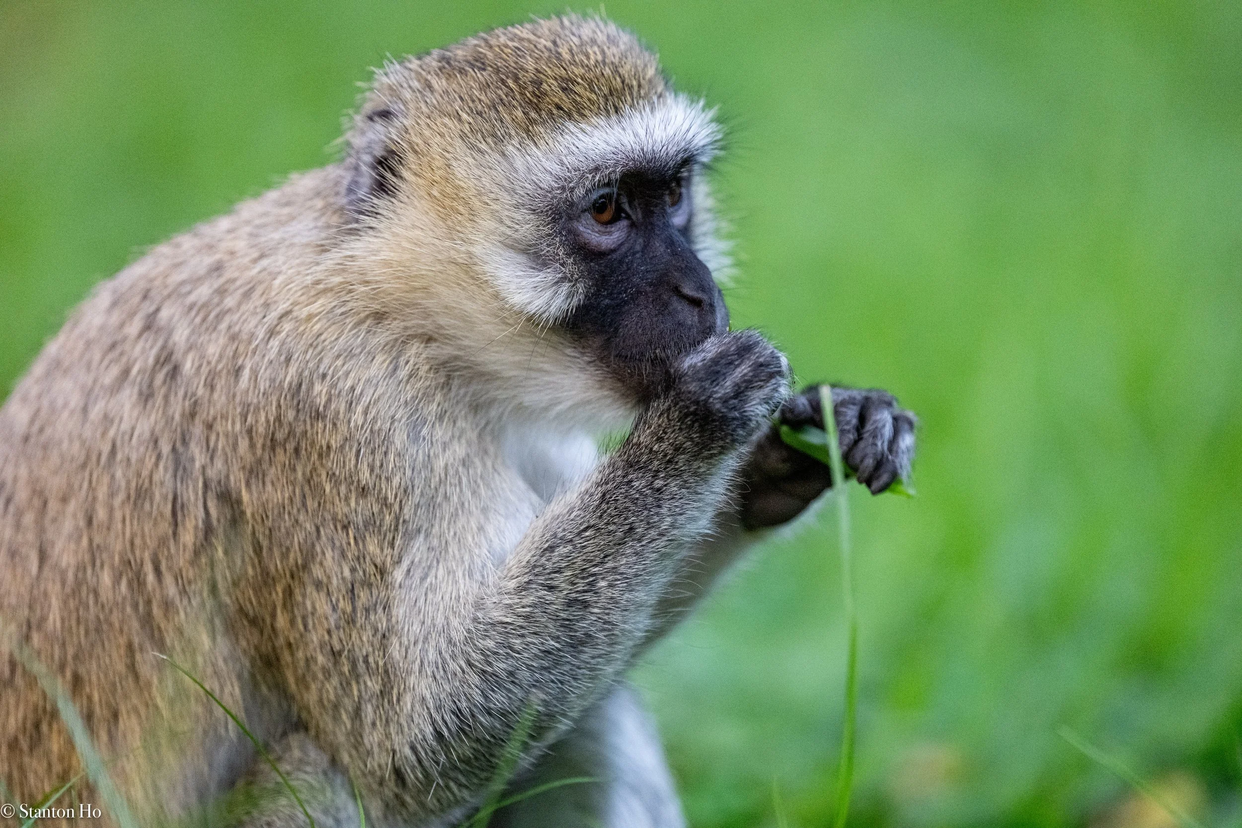 Tanzania Stanton-3.jpg