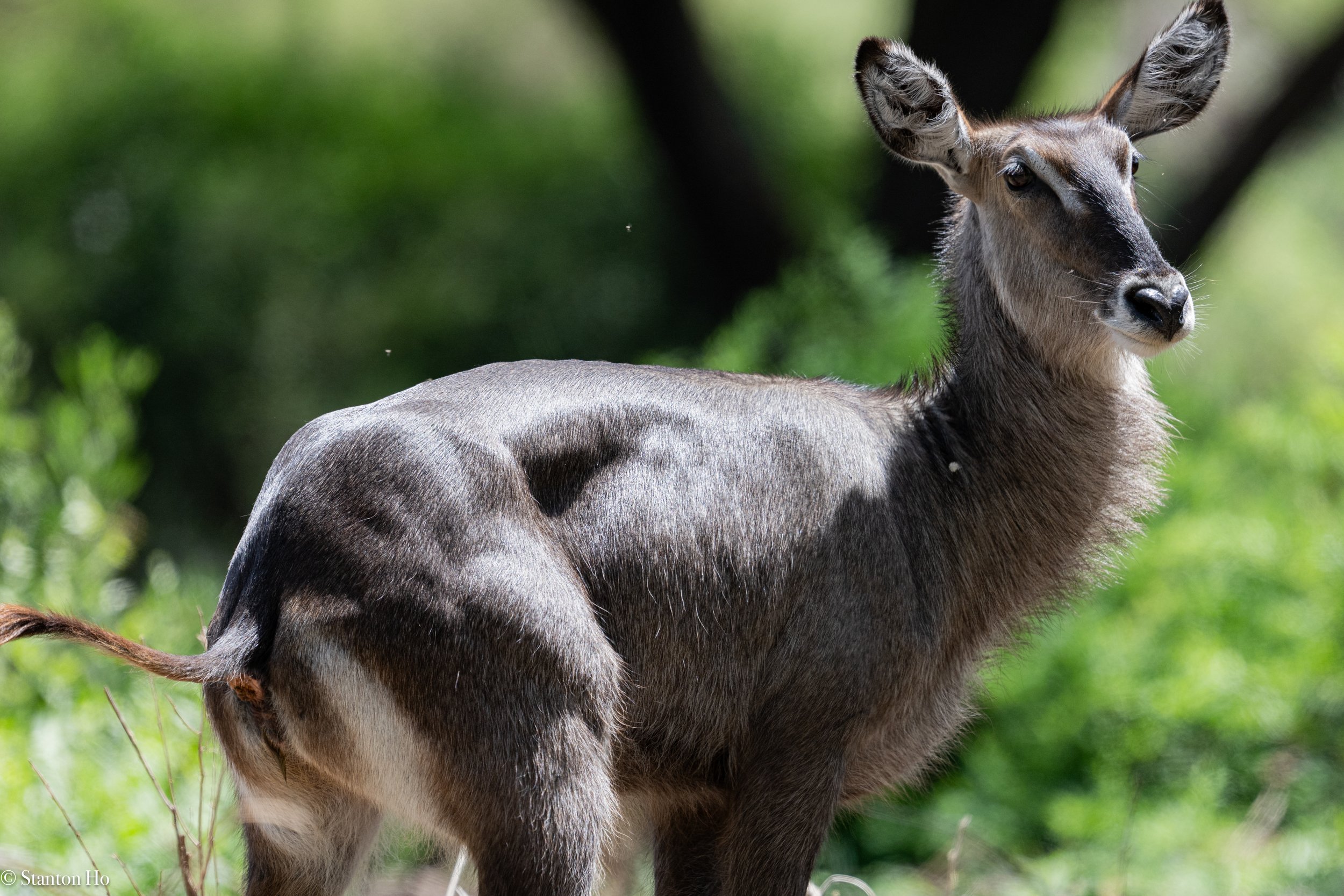 Tanzania Stanton-5.jpg