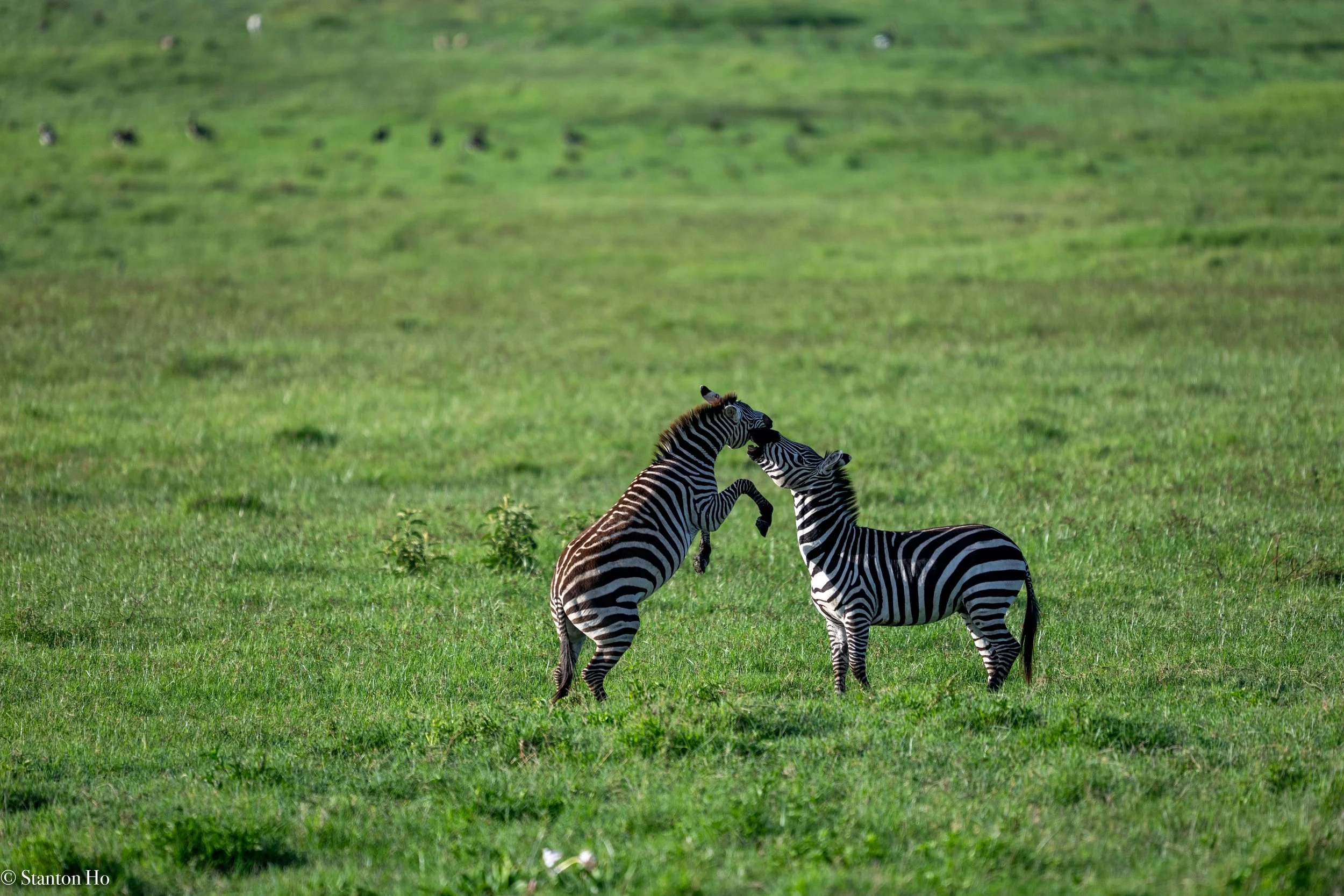 Tanzania Stanton-17.jpg