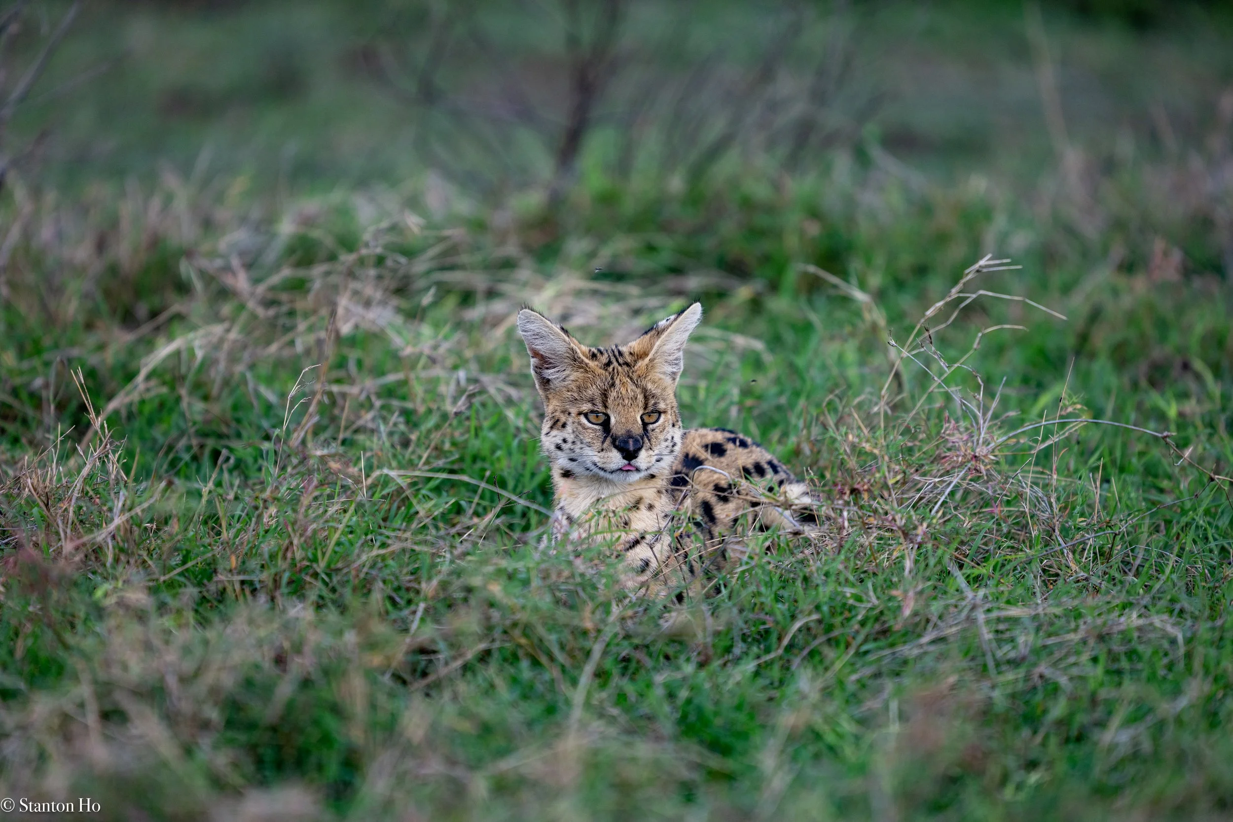 Tanzania Stanton-38.jpg