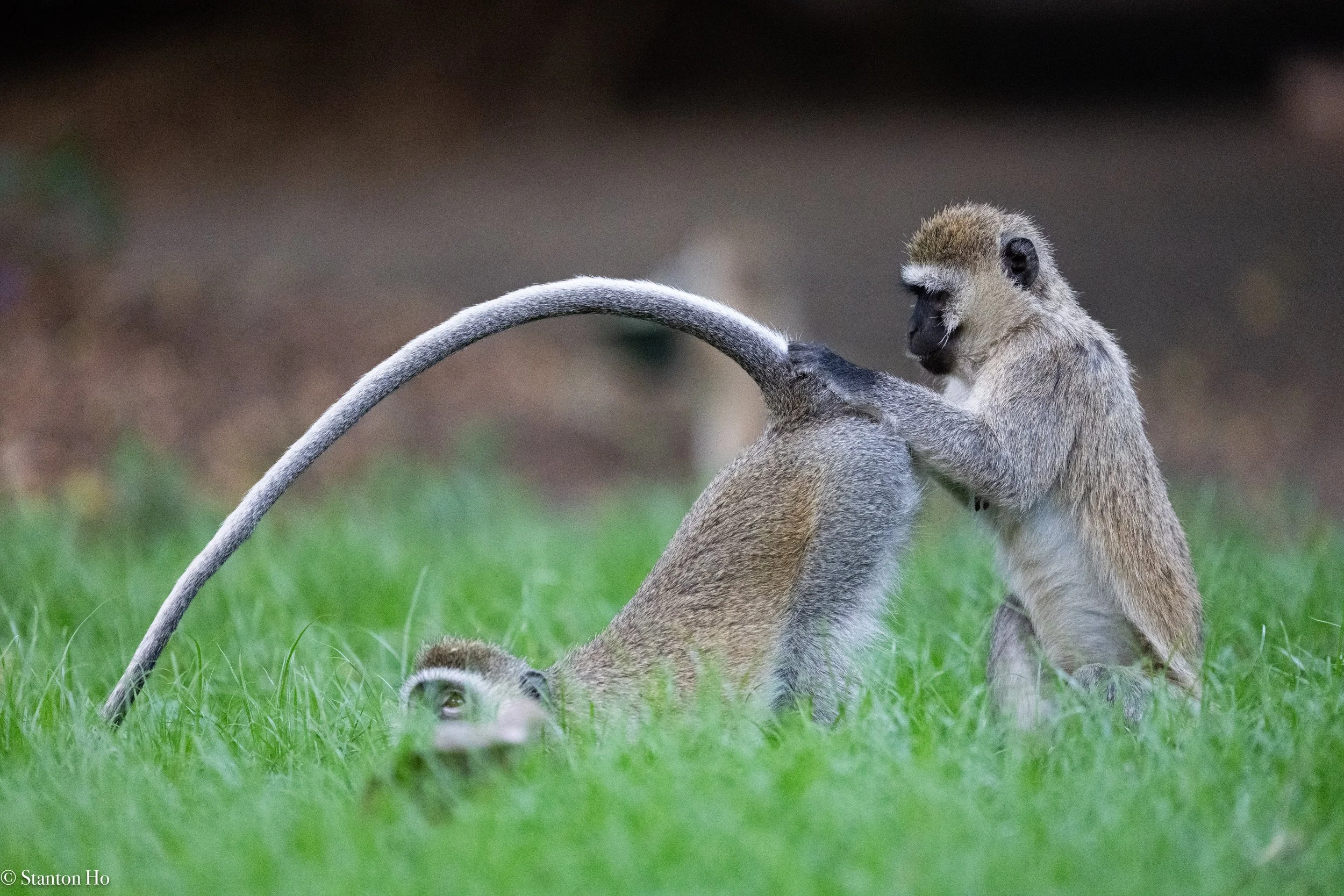 Tanzania Stanton-4.jpg