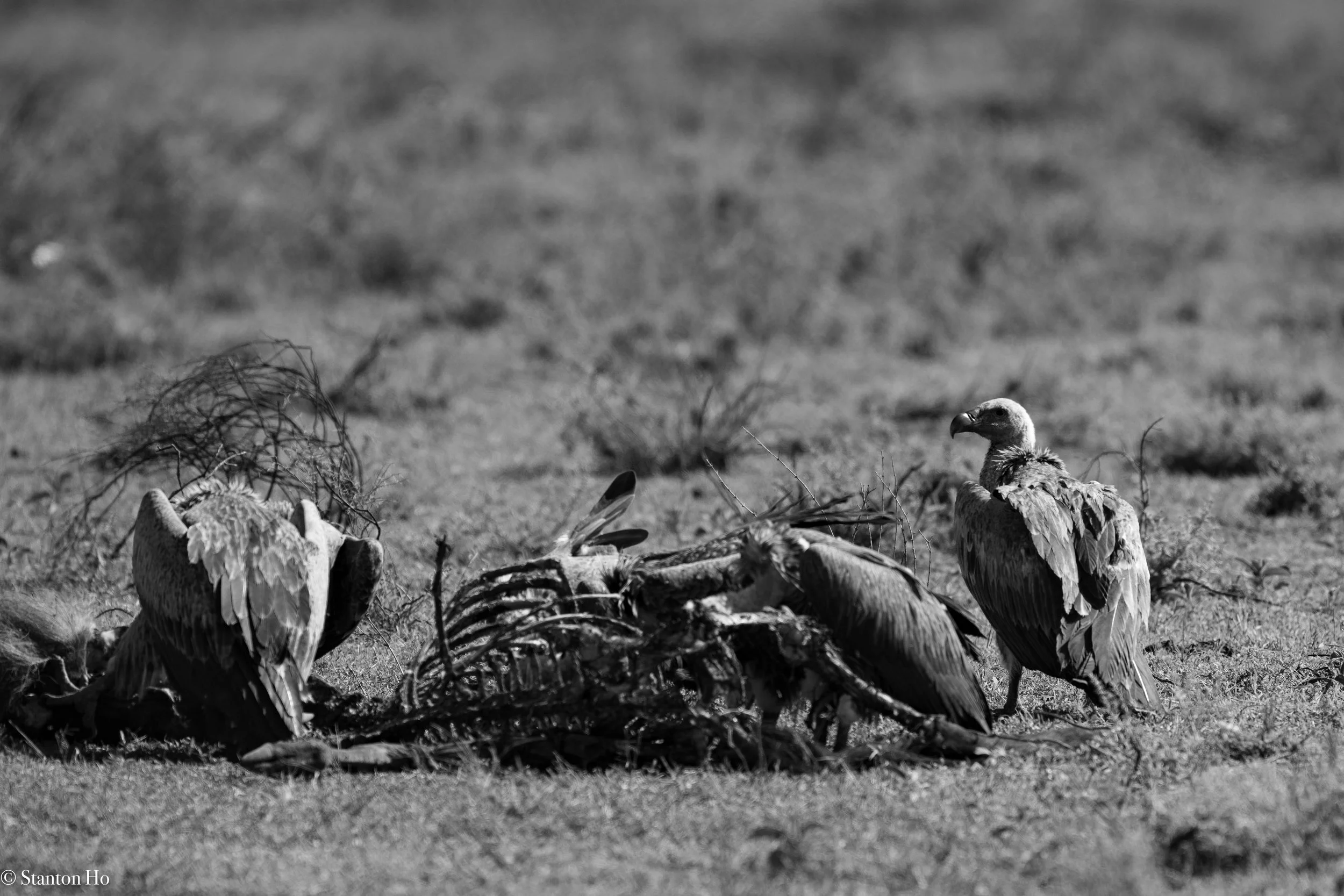 Tanzania Stanton-42.jpg