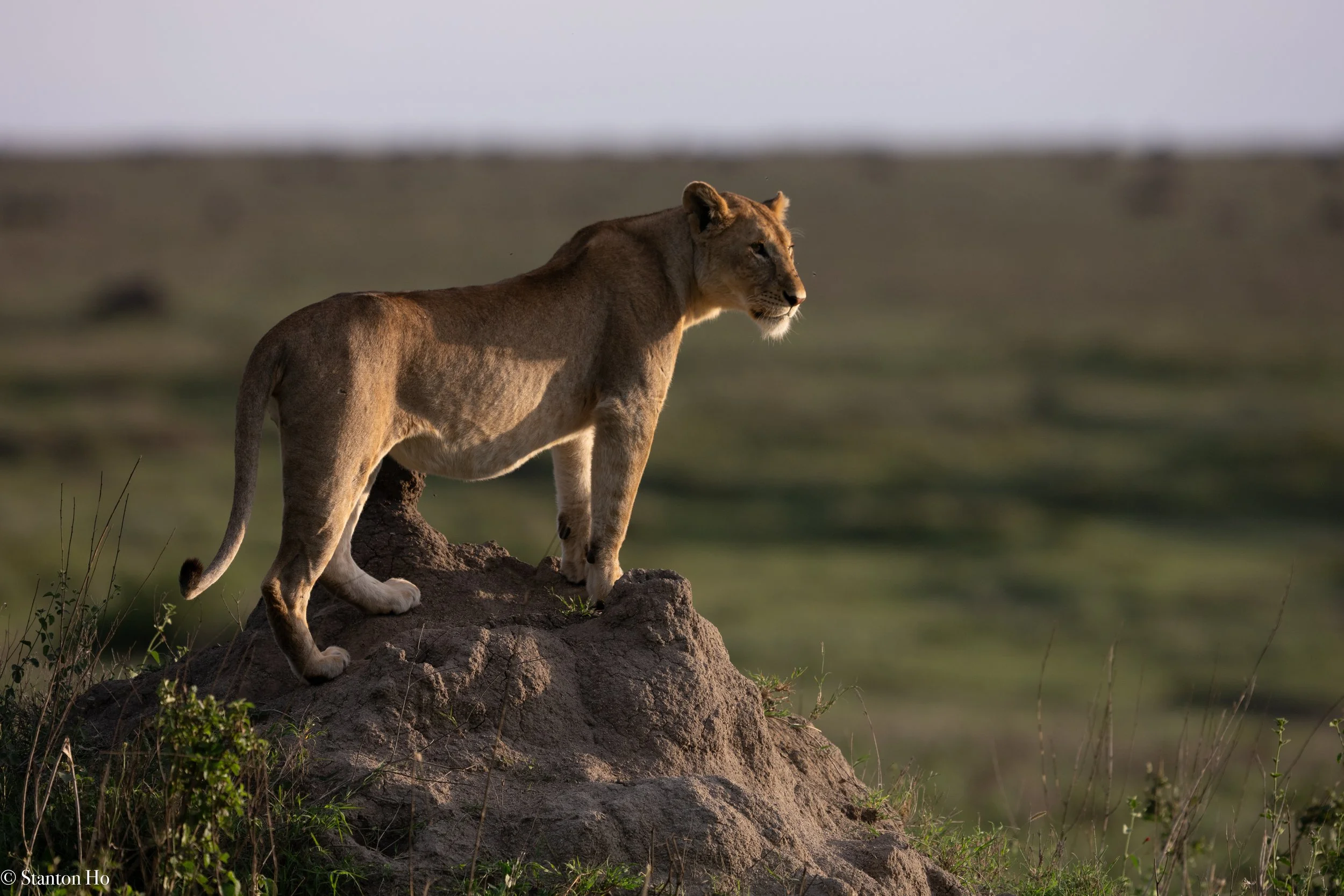 Tanzania Stanton-43.jpg