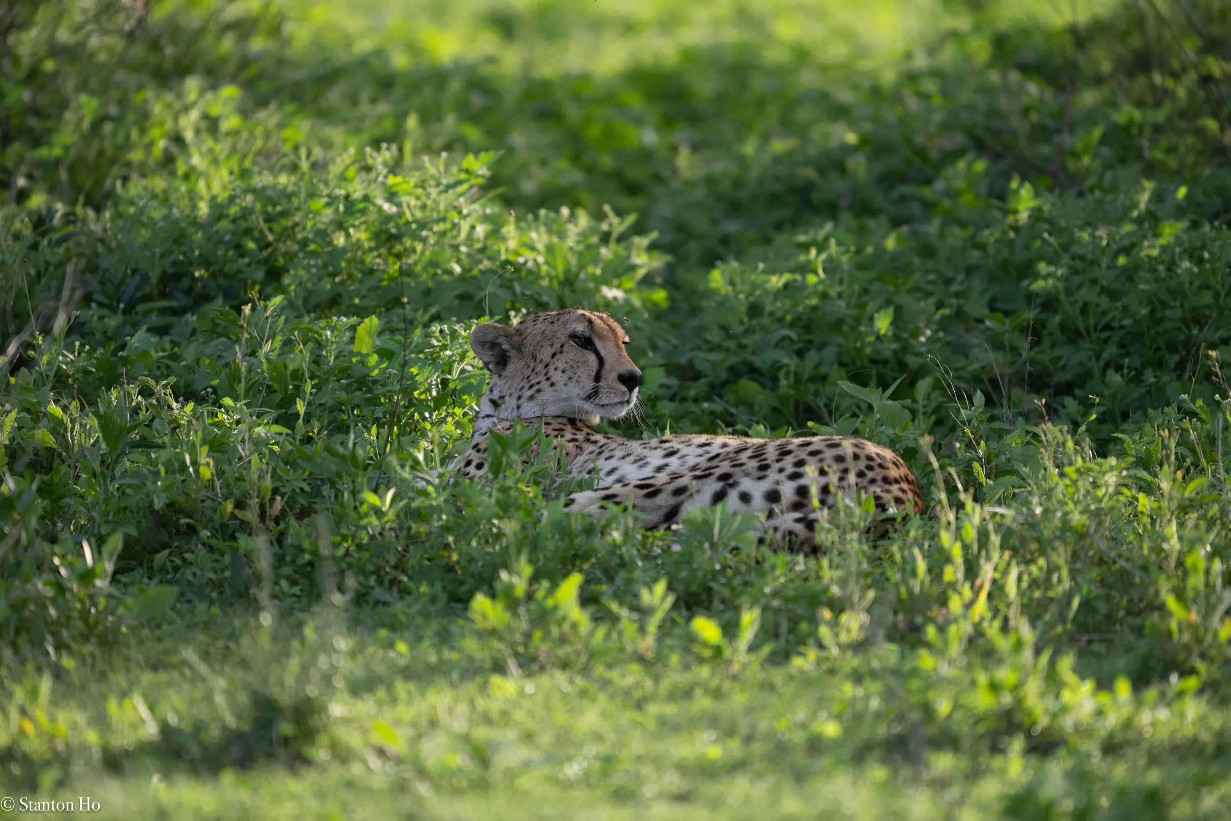 Tanzania Stanton-39.jpg