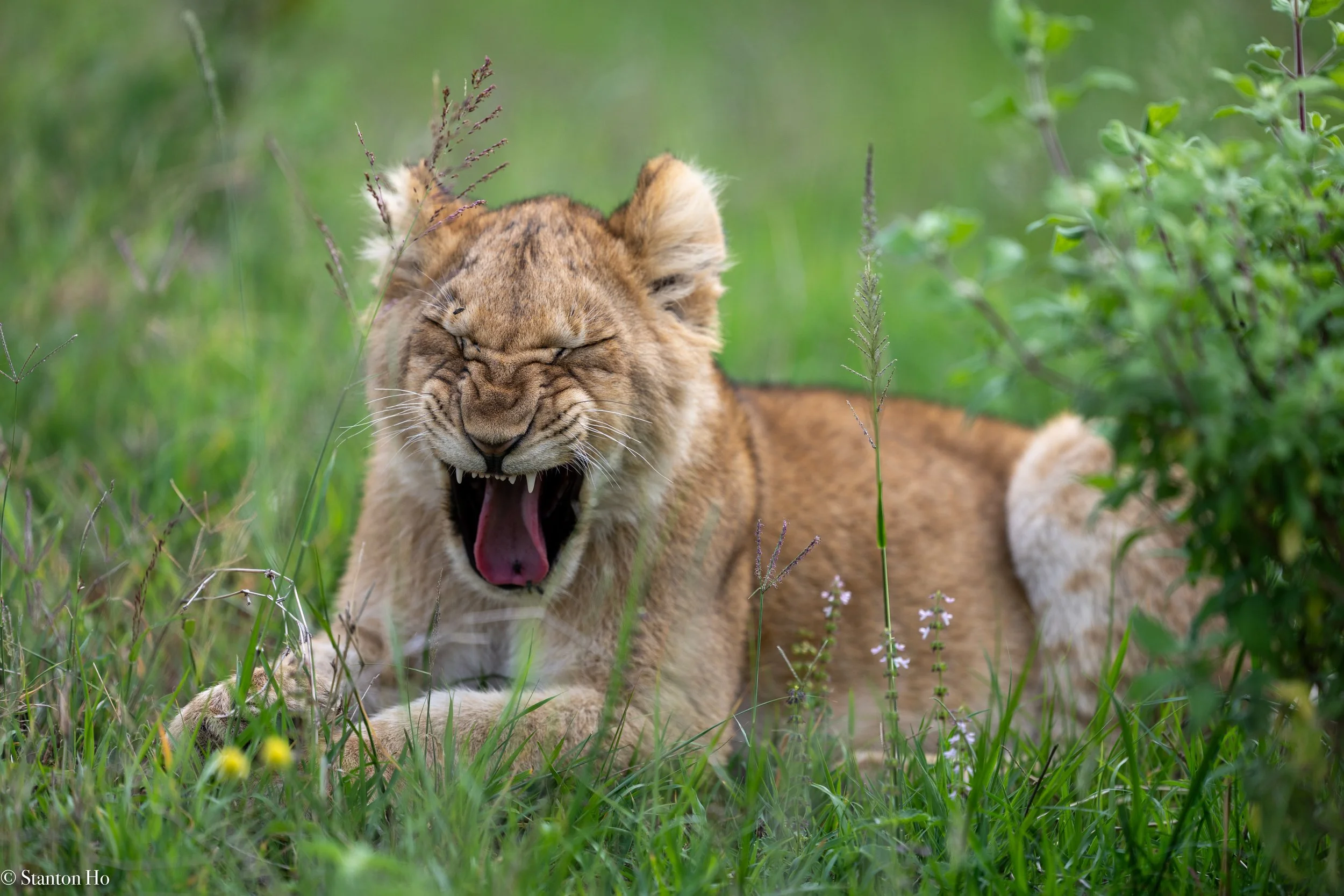 Tanzania Stanton-50.jpg