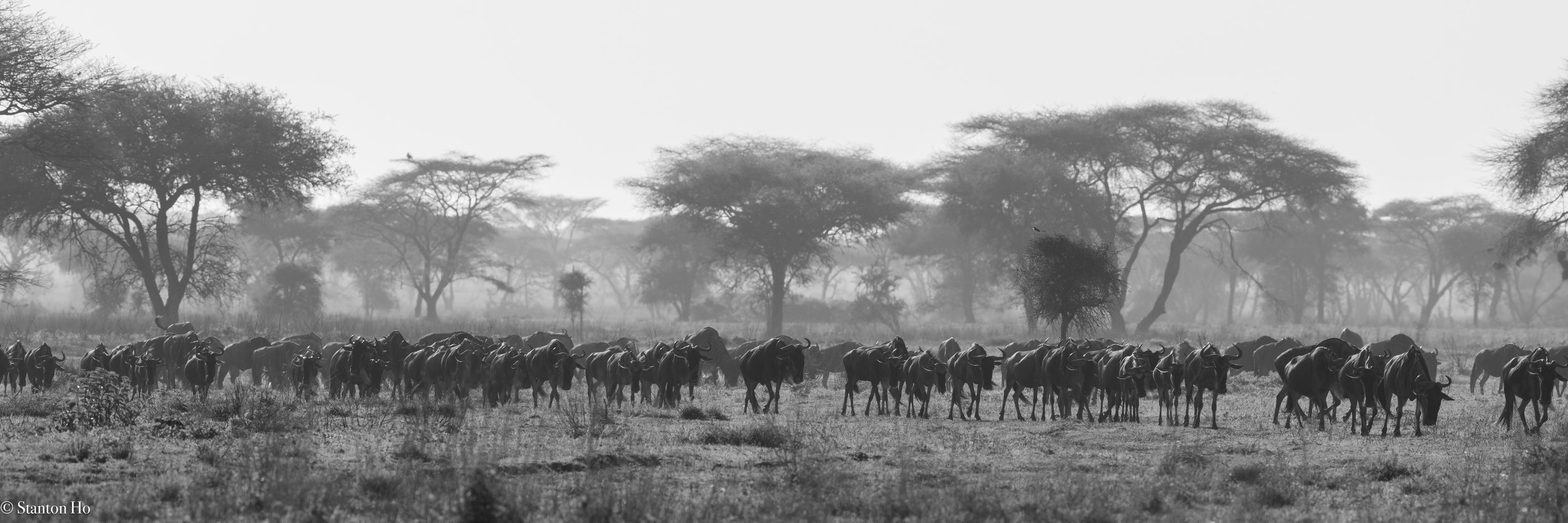 Tanzania Stanton-41.jpg