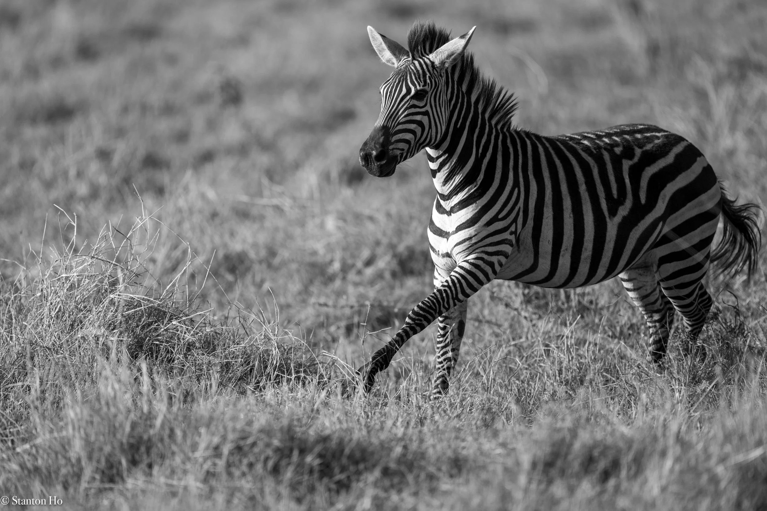 Tanzania Stanton-19.jpg