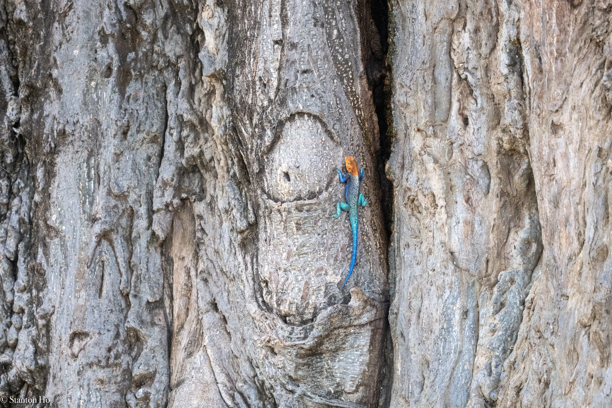 Tanzania Stanton-10.jpg