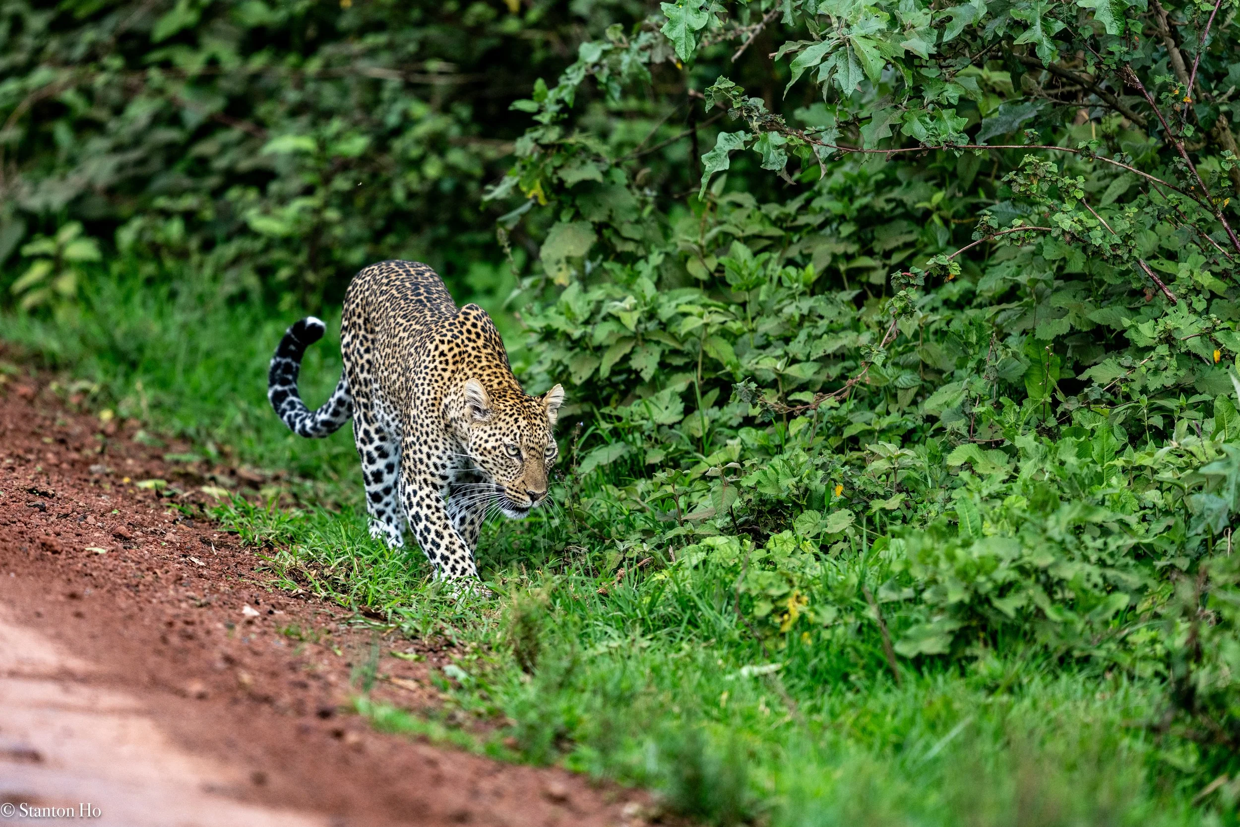 Tanzania Stanton-12.jpg