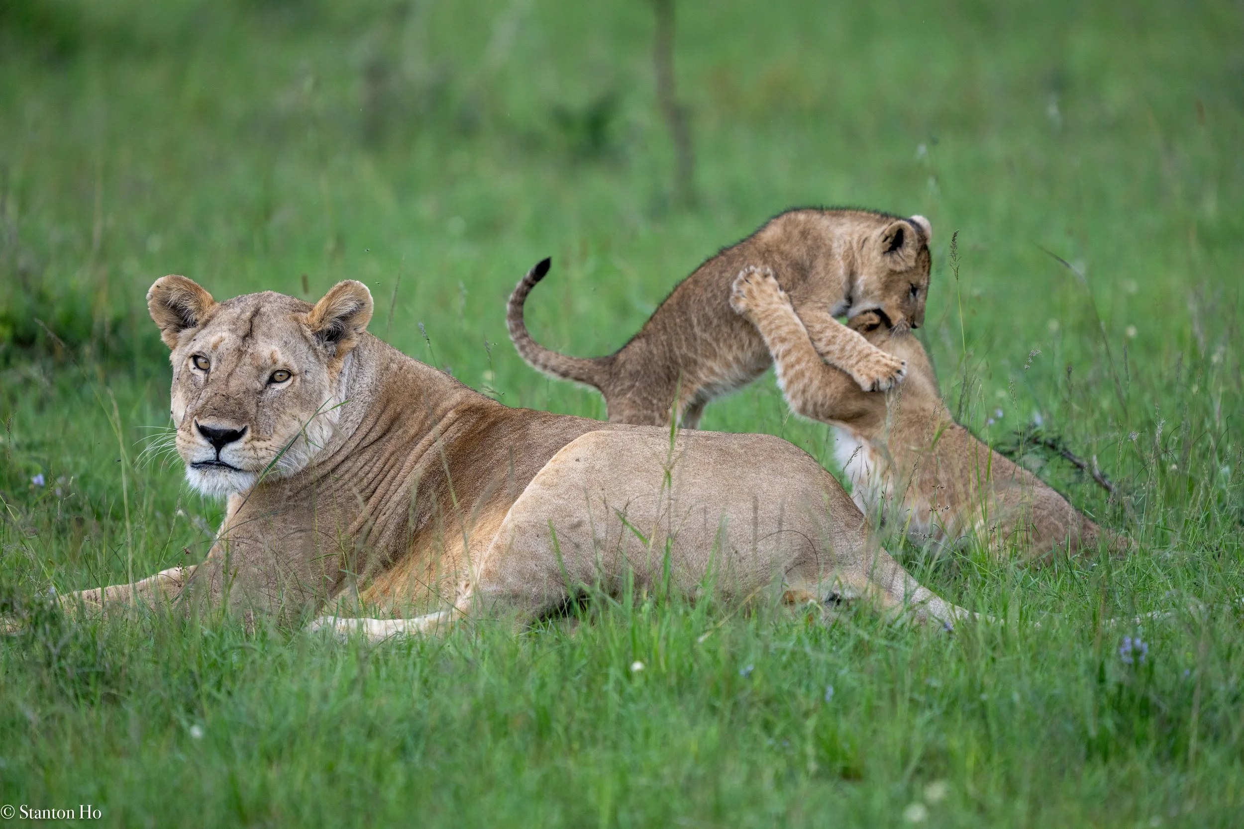 Tanzania Stanton-61.jpg